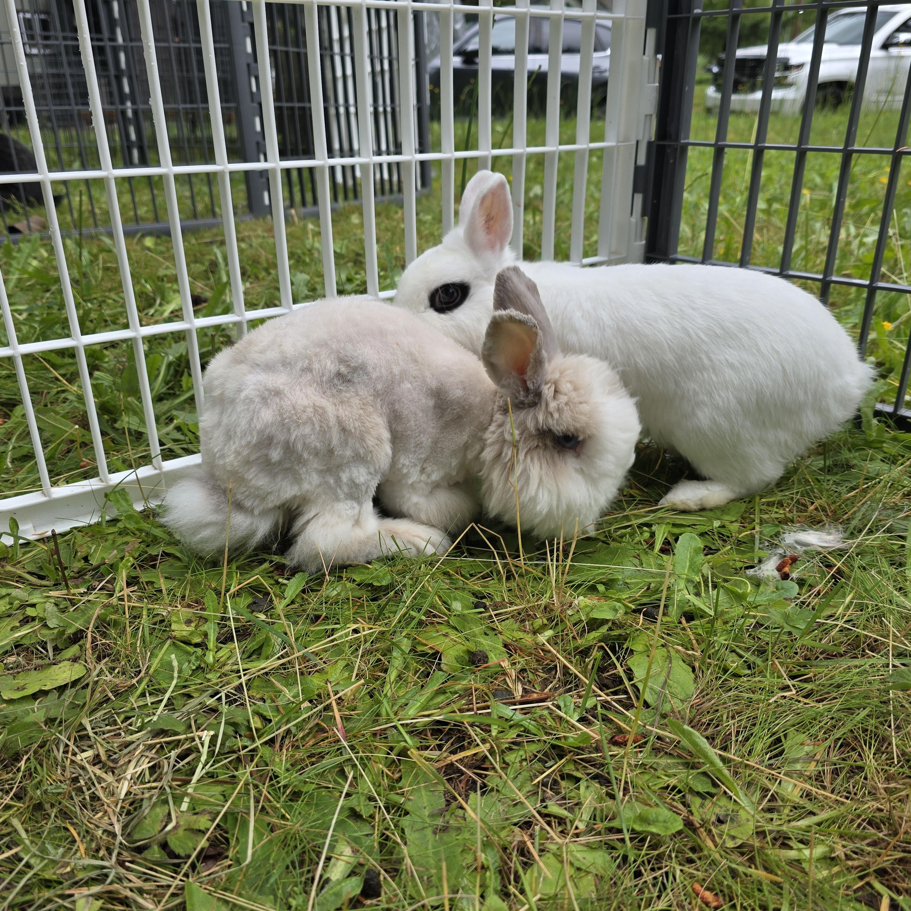 Mikey & Malibu, Adoptable, Adult Male Angora Rabbit.