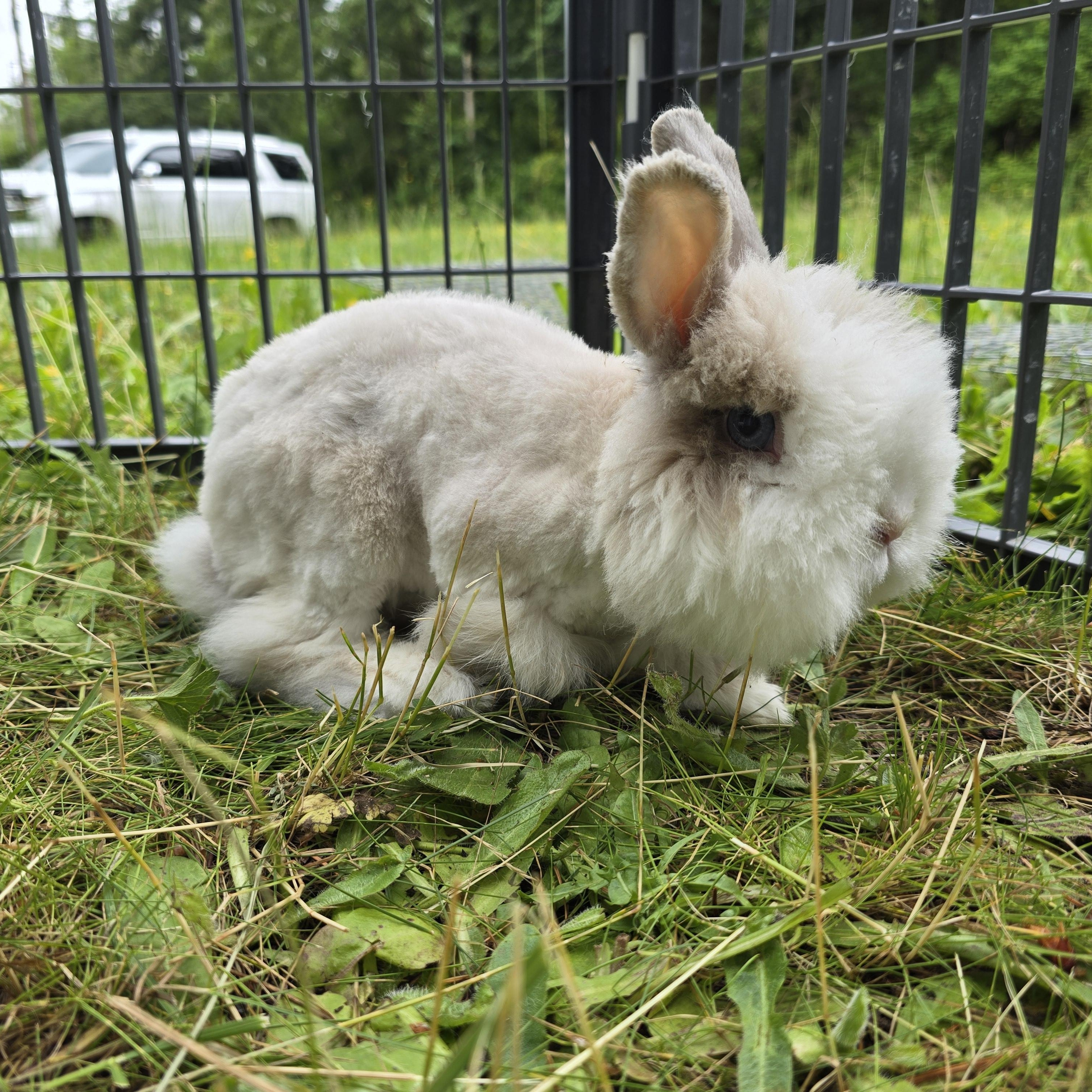 Mikey & Malibu, a Adoptable Angora Rabbit in Ferndale, WA image 2/6