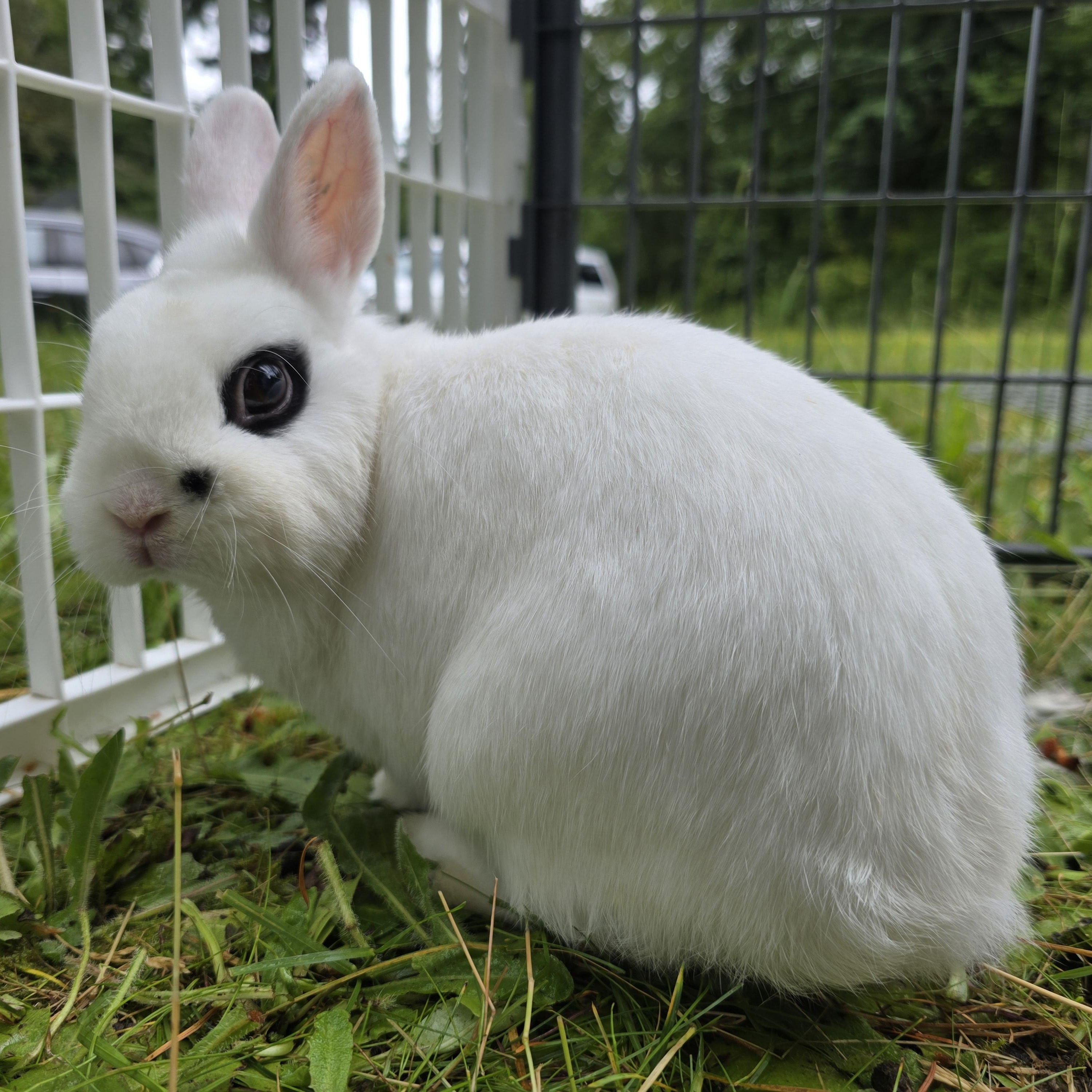 Mikey & Malibu, a Adoptable Angora Rabbit in Ferndale, WA image 3/6