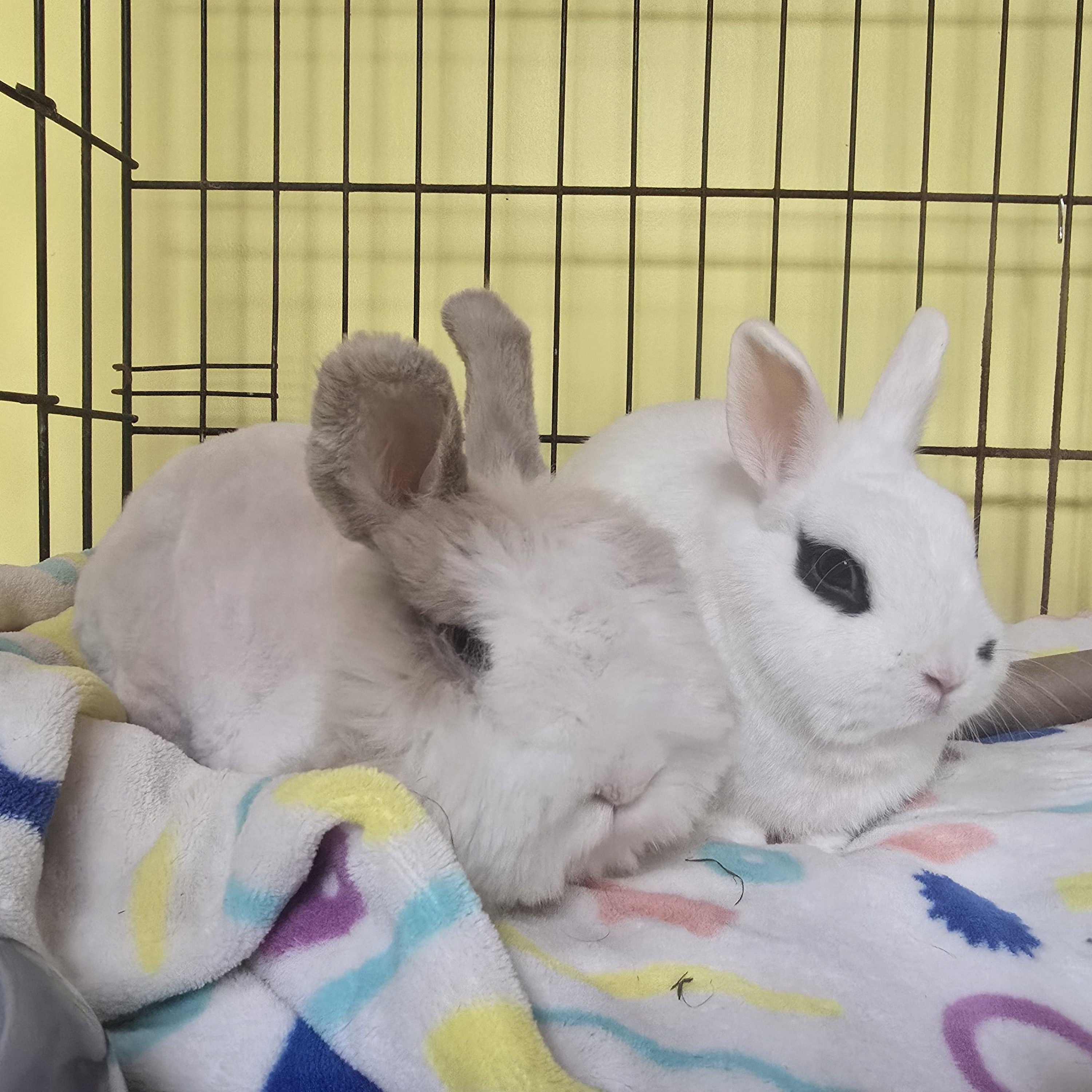 Mikey & Malibu, a Adoptable Angora Rabbit in Ferndale, WA image 4/6