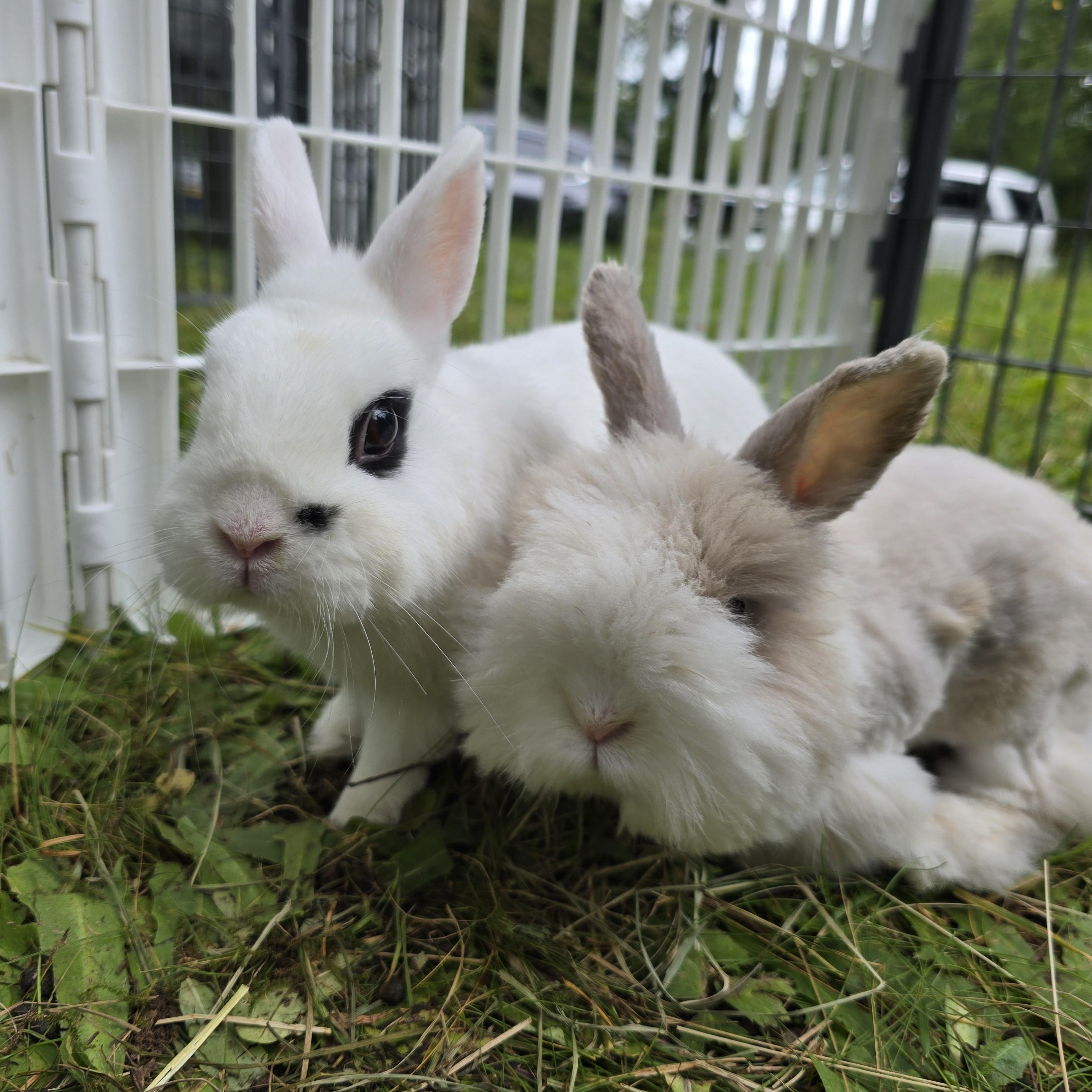 Mikey & Malibu, a Adoptable Angora Rabbit in Ferndale, WA image 5/6