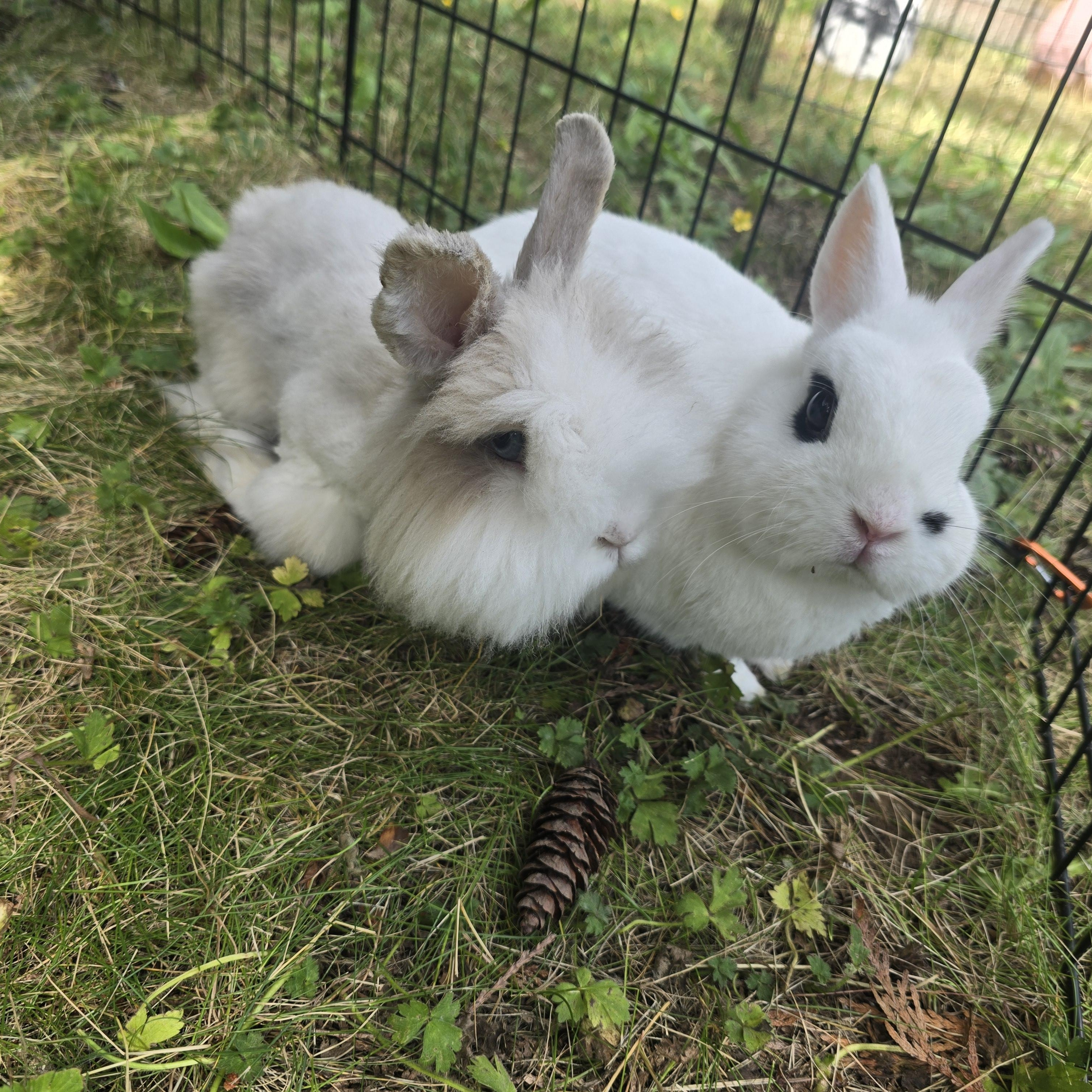 Mikey & Malibu, a Adoptable Angora Rabbit in Ferndale, WA image 6/6
