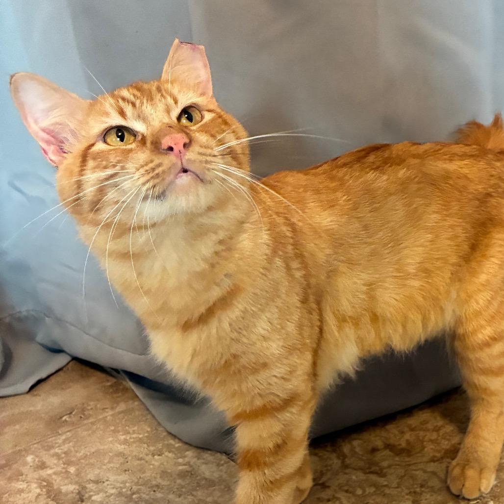 Enlarge Sterling, a Adoptable Domestic Medium Hair in Folsom, LA image 1/3