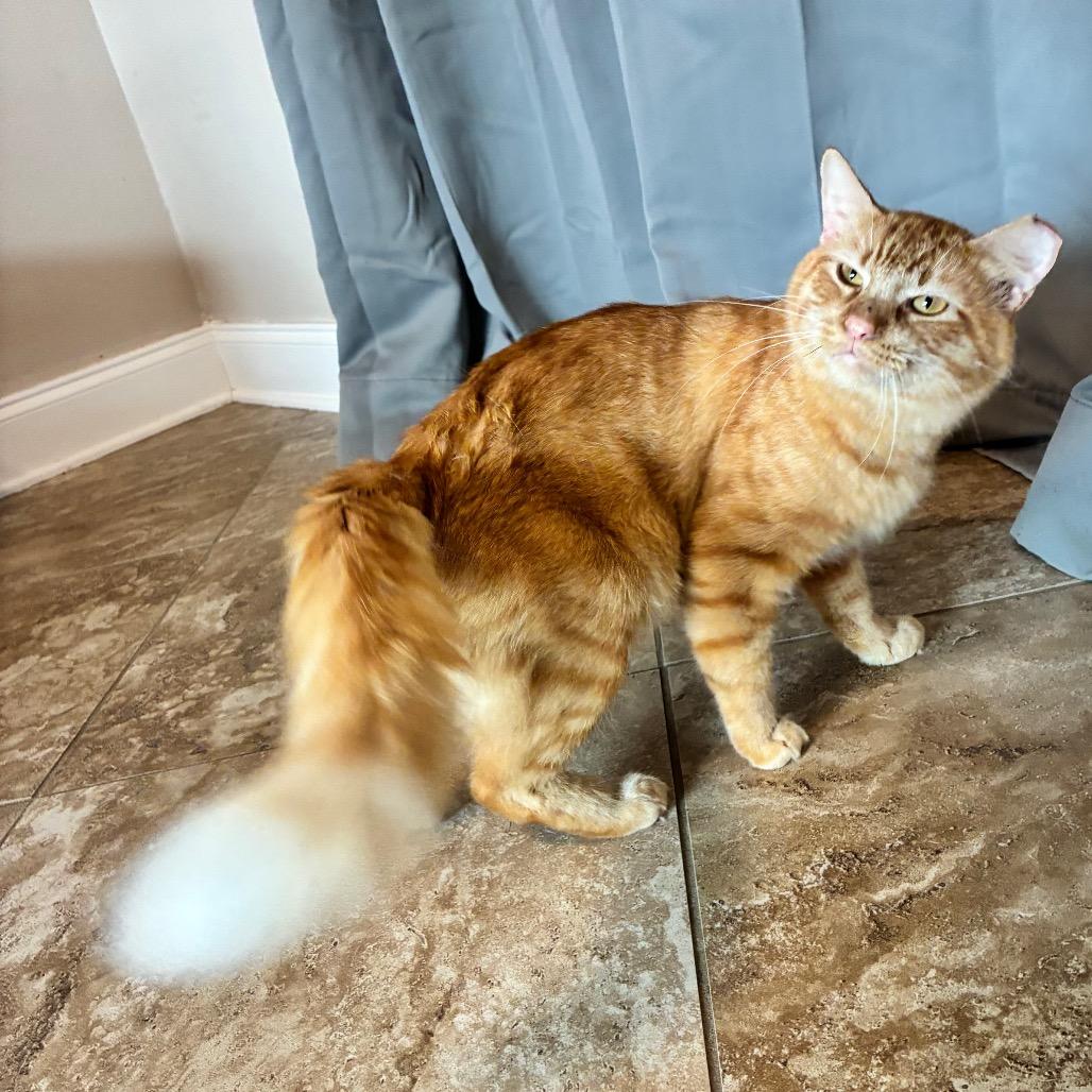 Enlarge Sterling, a Adoptable Domestic Medium Hair in Folsom, LA image 2/3