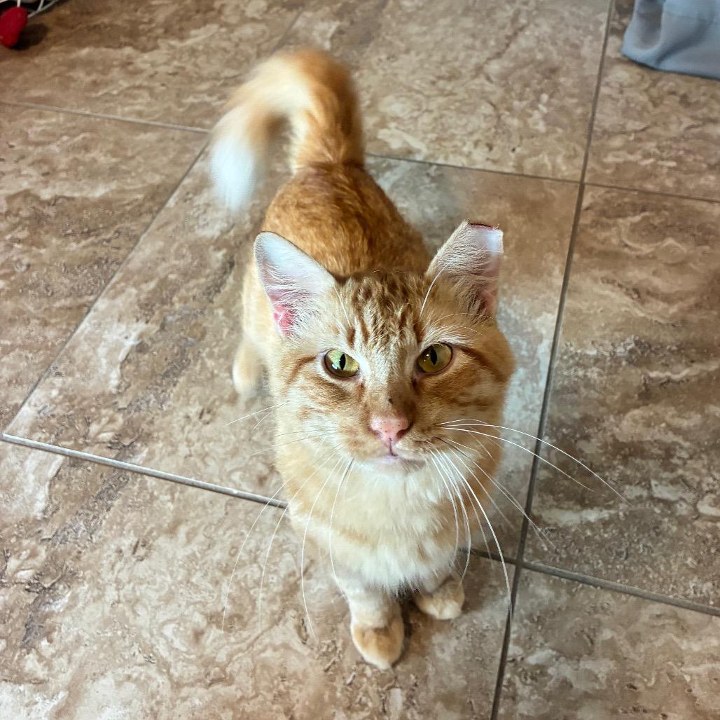 Enlarge Sterling, a Adoptable Domestic Medium Hair in Folsom, LA image 3/3