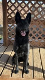 Mandy, a Adoptable mixed breed in Divide, CO image 1/3