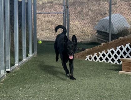 Mandy, a Adoptable mixed breed in Divide, CO image 2/3