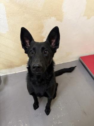 Mandy, a Adoptable mixed breed in Divide, CO image 3/3