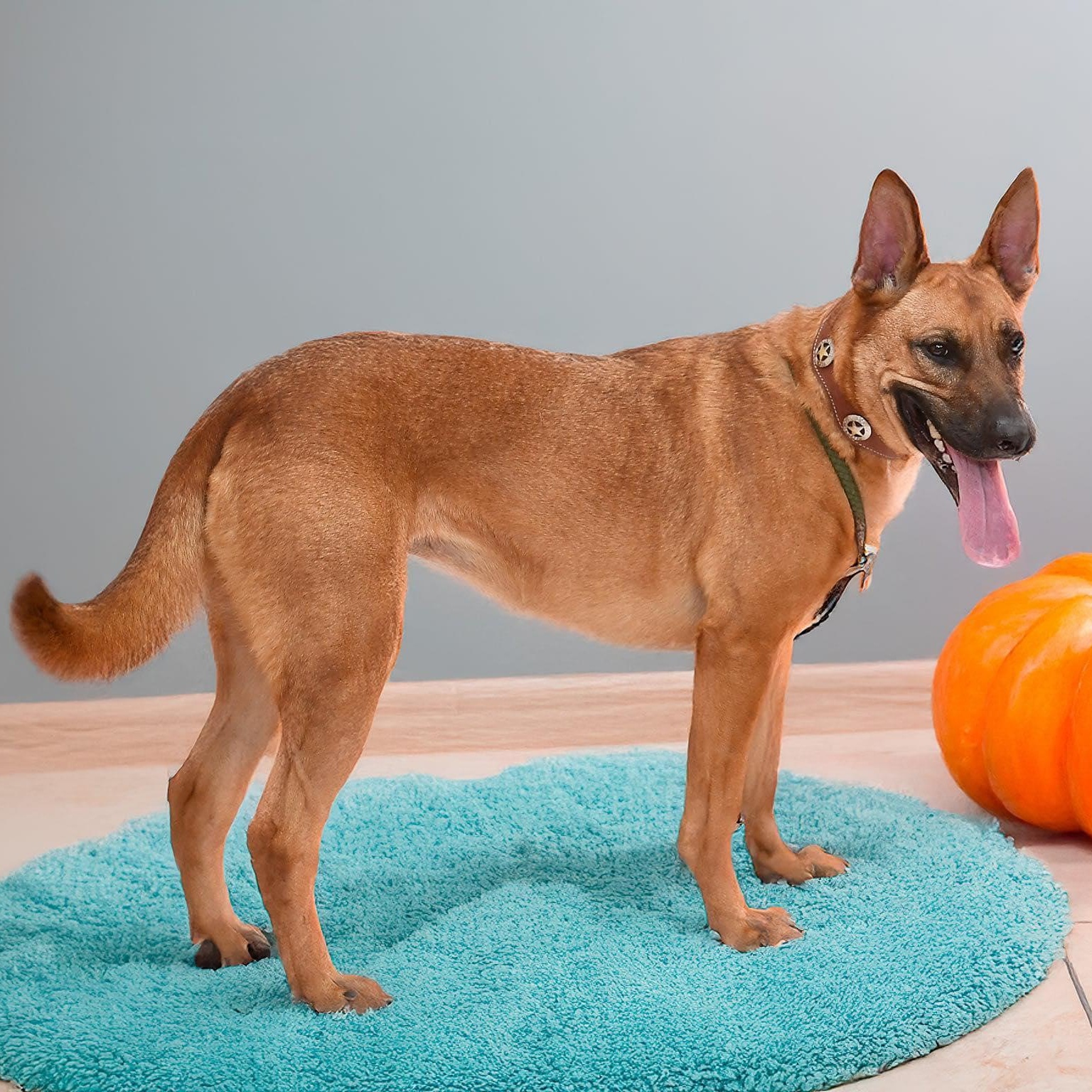 HARLE, adopted, Adult Female Belgian Shepherd / Malinois & German Shepherd Dog.
