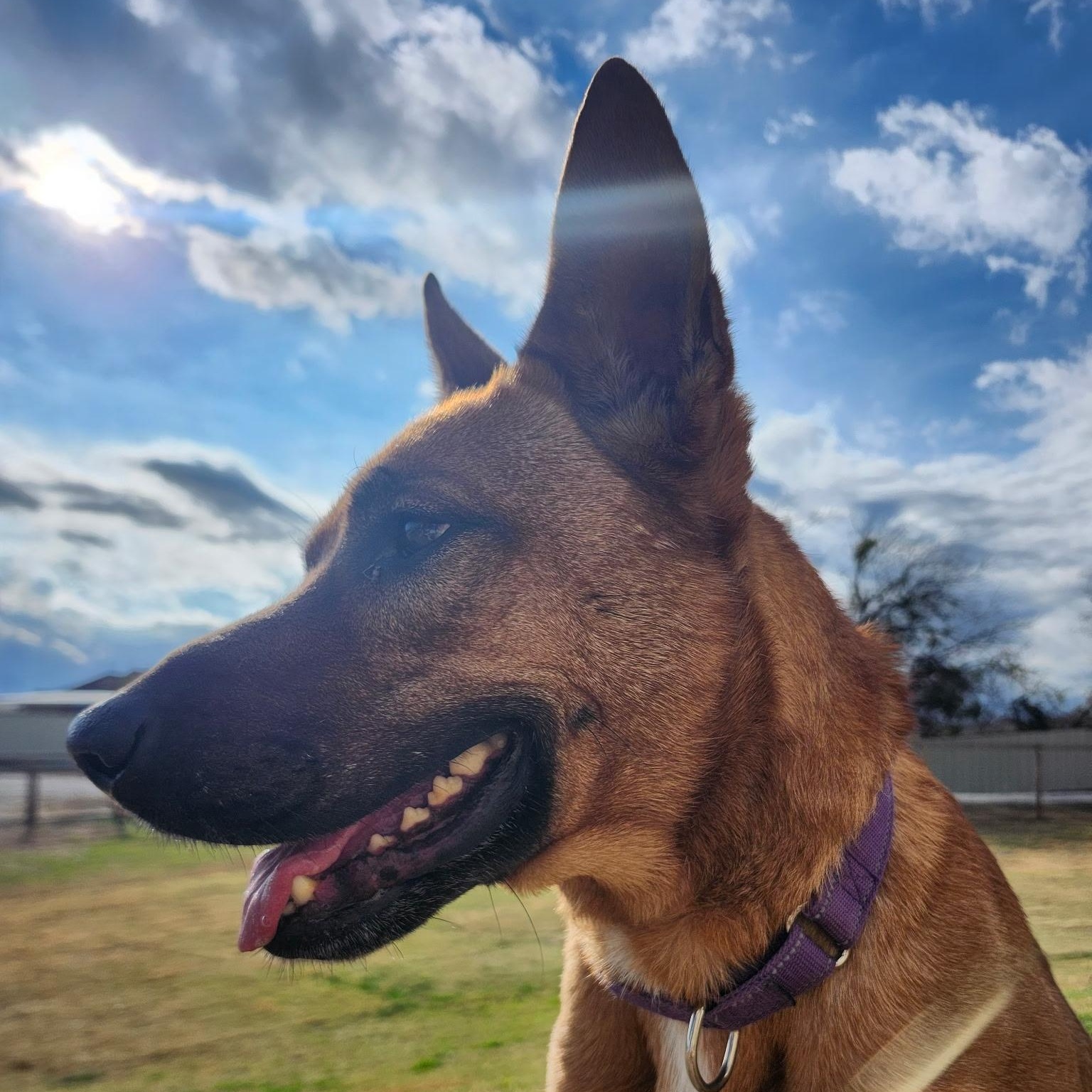 HARLE, an adopted mixed breed in Weatherford, TX image 2/6