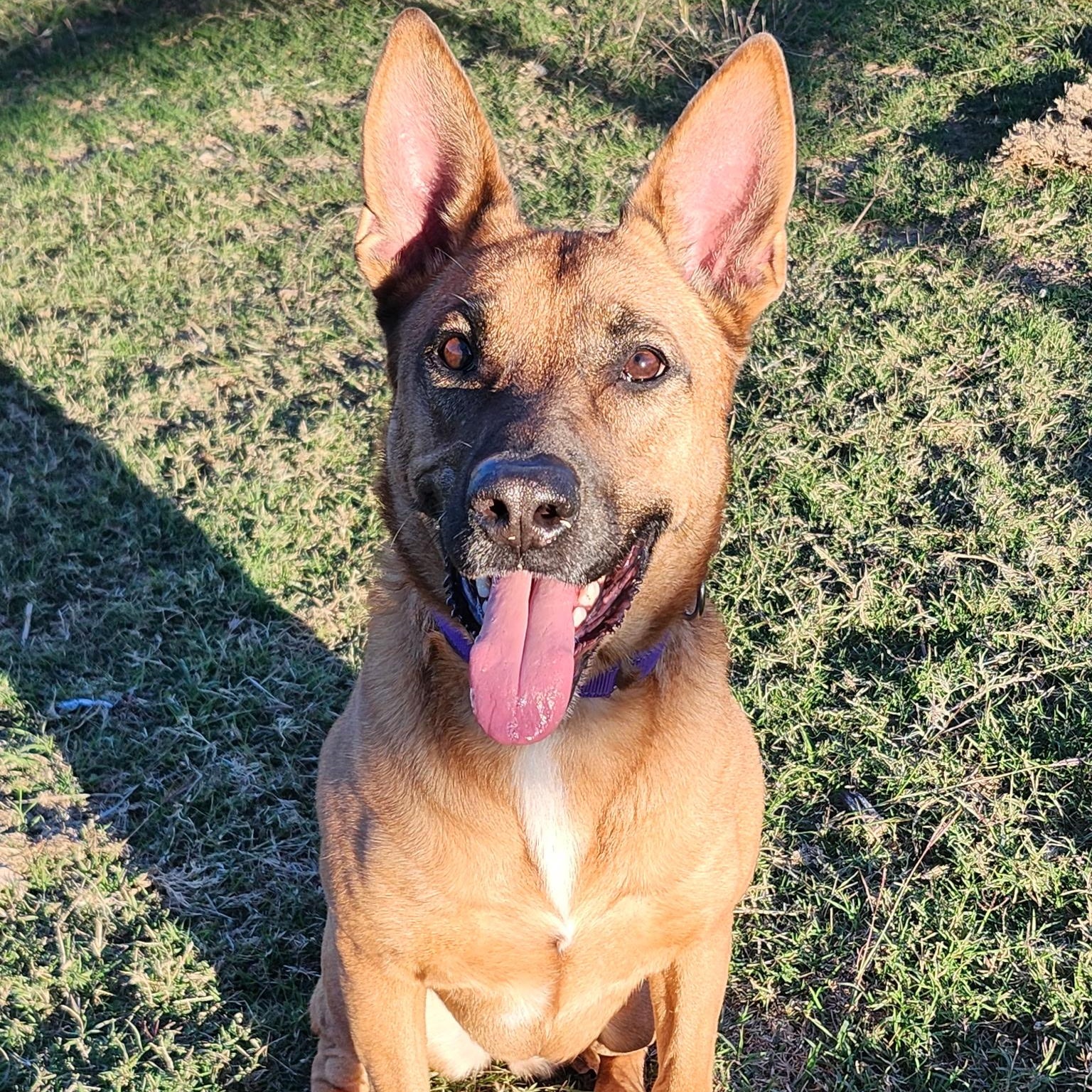 HARLE, an adopted mixed breed in Weatherford, TX image 4/6