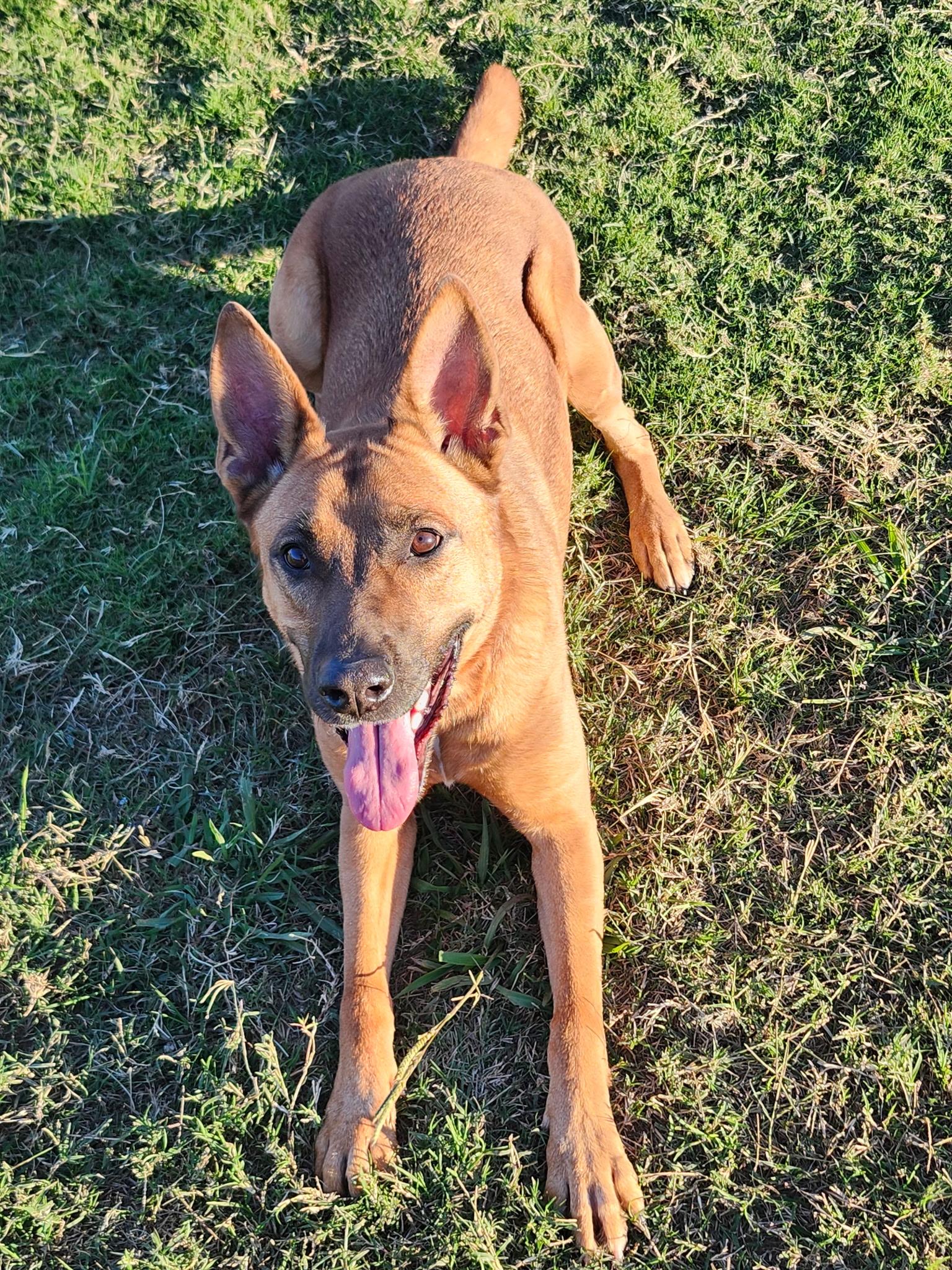 HARLE, an adopted mixed breed in Weatherford, TX image 5/6