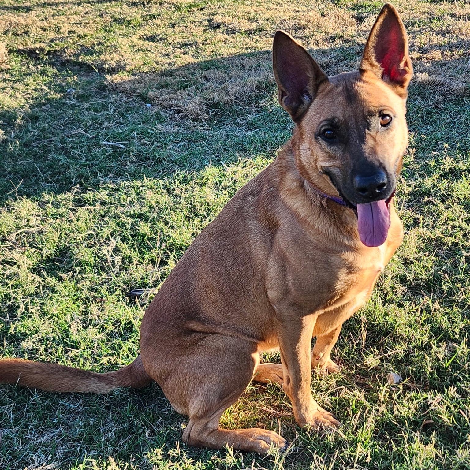 HARLE, an adopted mixed breed in Weatherford, TX image 6/6