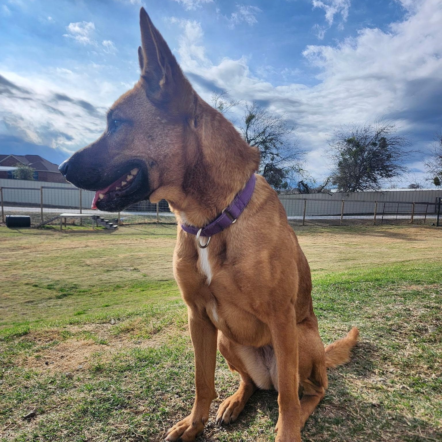 HARLE, an adopted mixed breed in Weatherford, TX image 3/6