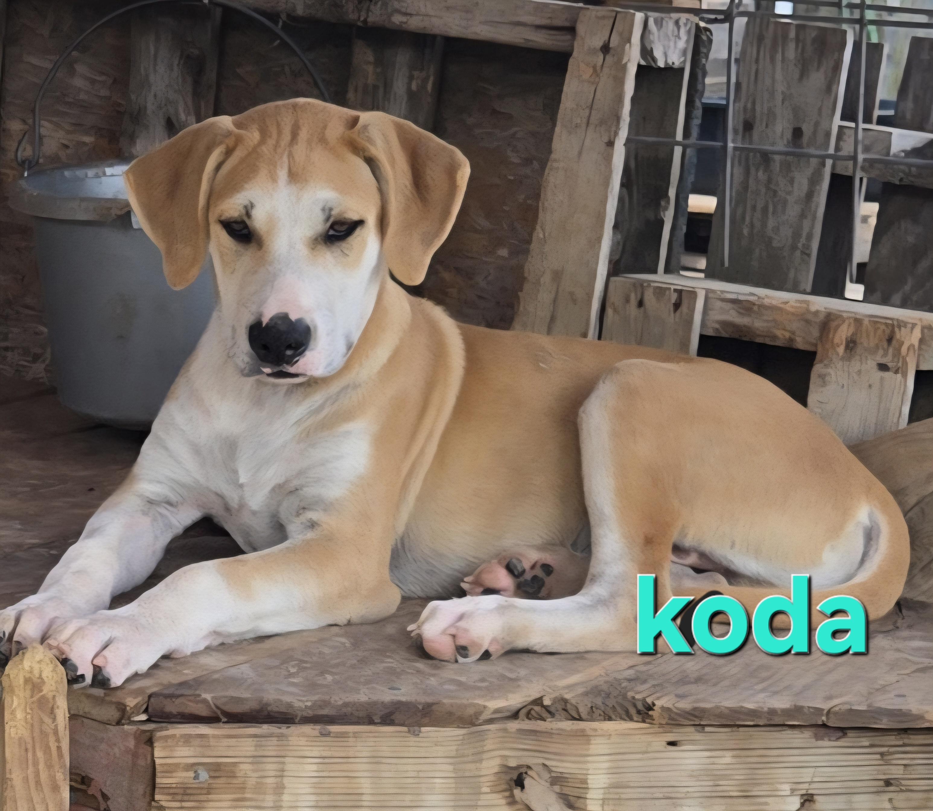 Koda, an adoptable Great Pyrenees, Akbash in Mexia, TX, 76667 | Photo Image 1