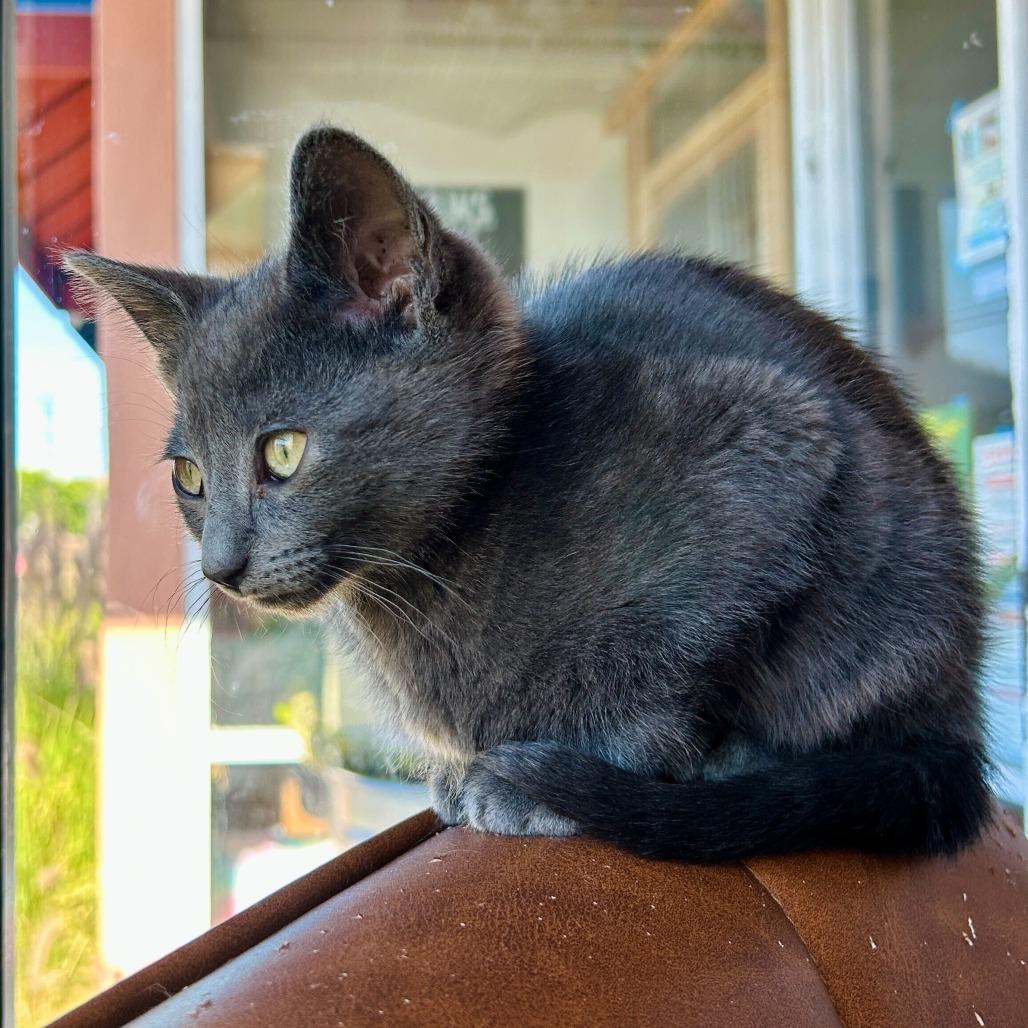 Tax Fraud, Adoptable, Kitten Male Domestic Short Hair & Russian Blue.