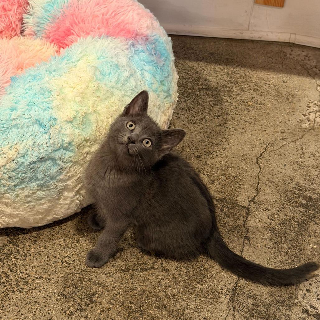 Tax Fraud, Adoptable, Kitten Male Domestic Short Hair & Russian Blue.