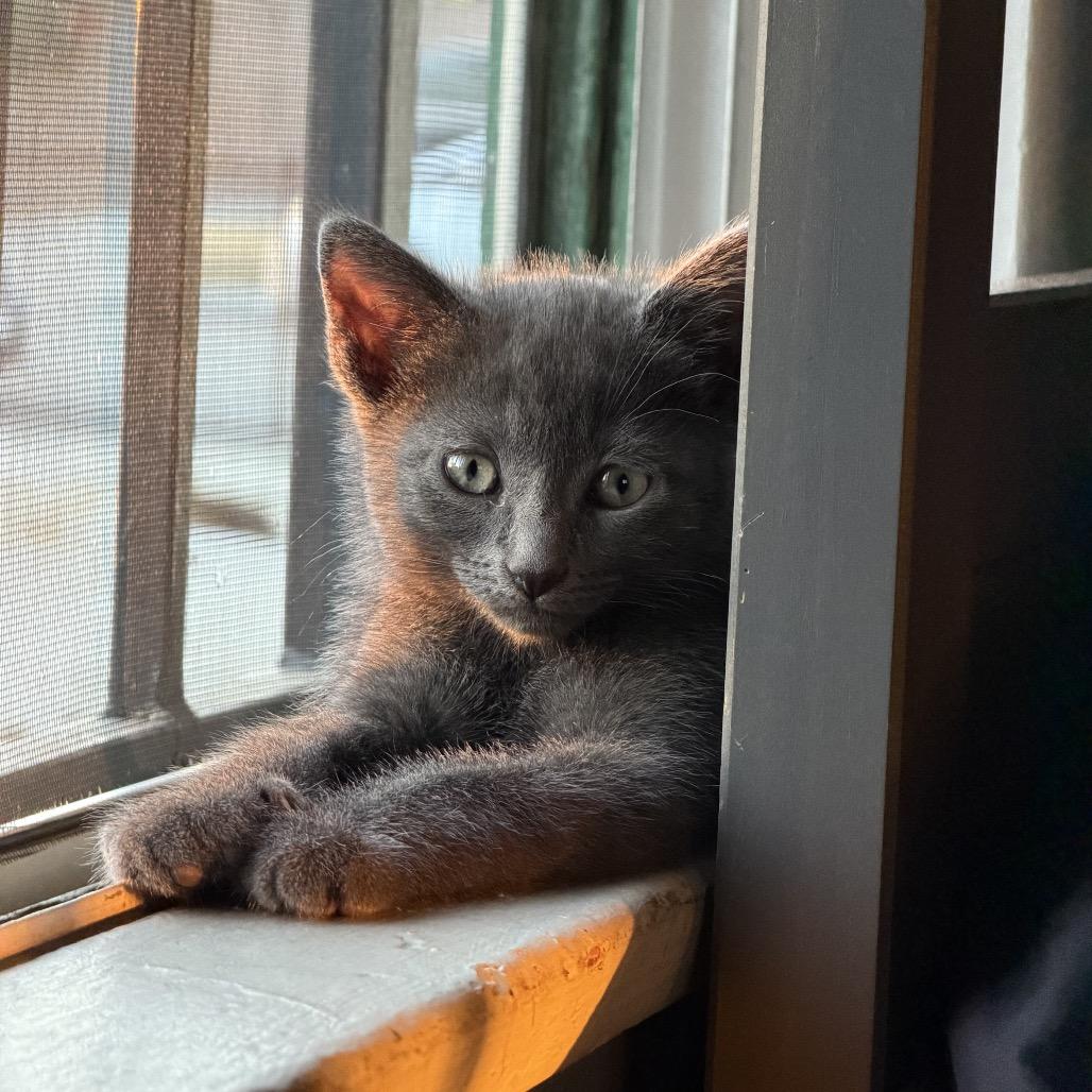 Enlarge Tax Fraud, a Adoptable mixed breed in Costa Mesa, CA image 2/6