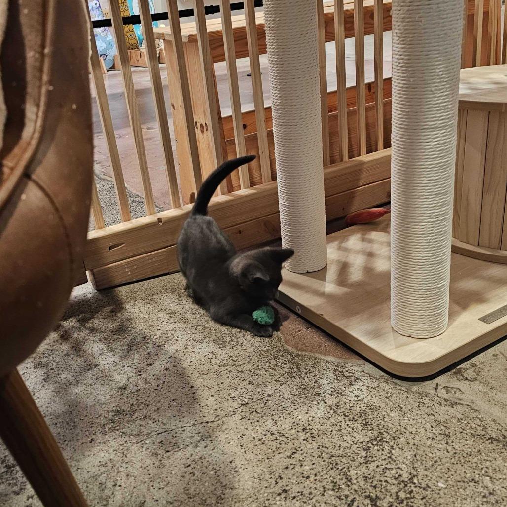 Enlarge Tax Fraud, a Adoptable mixed breed in Costa Mesa, CA image 3/6