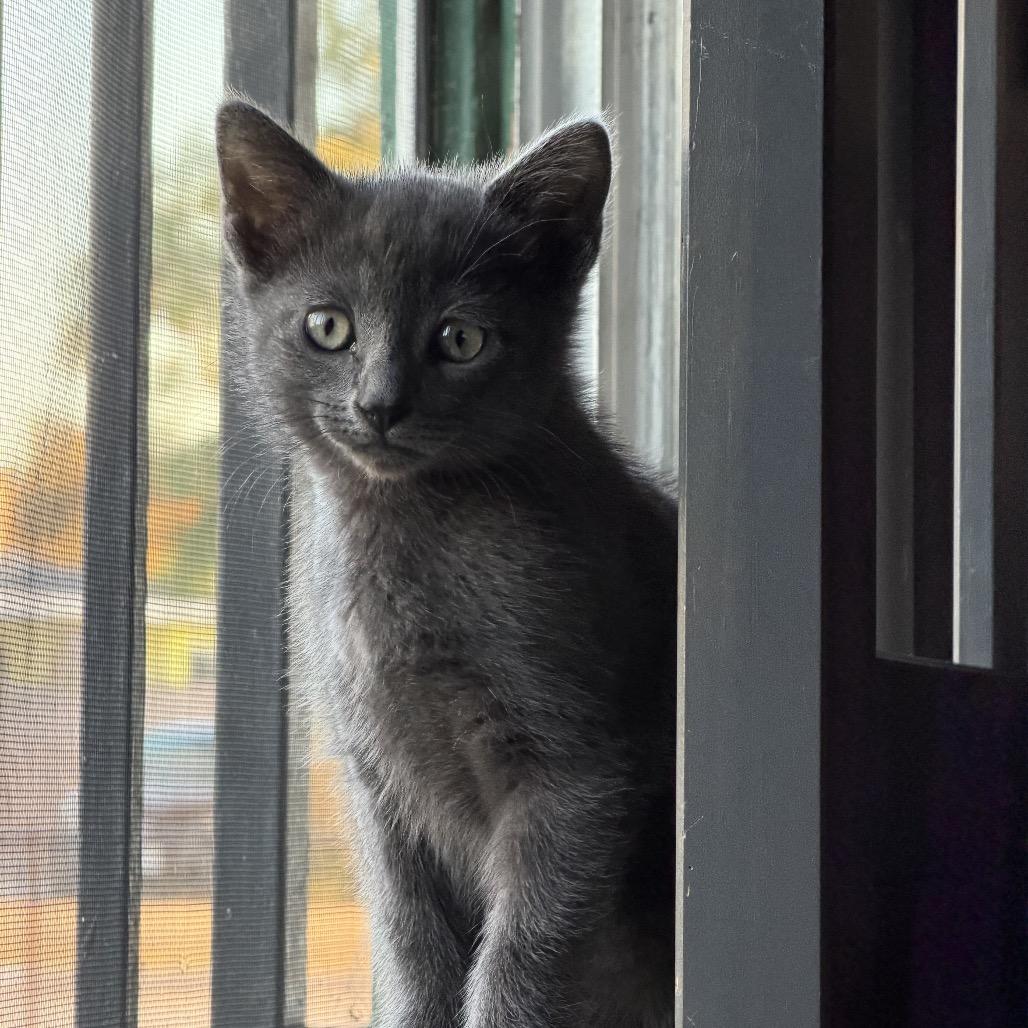 Enlarge Tax Fraud, a Adoptable mixed breed in Costa Mesa, CA image 4/6