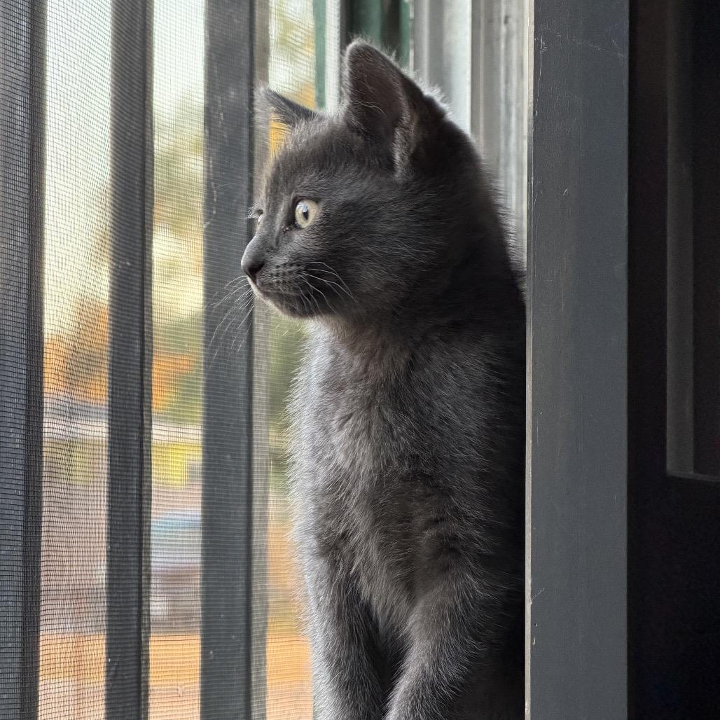 Enlarge Tax Fraud, a Adoptable mixed breed in Costa Mesa, CA image 5/6