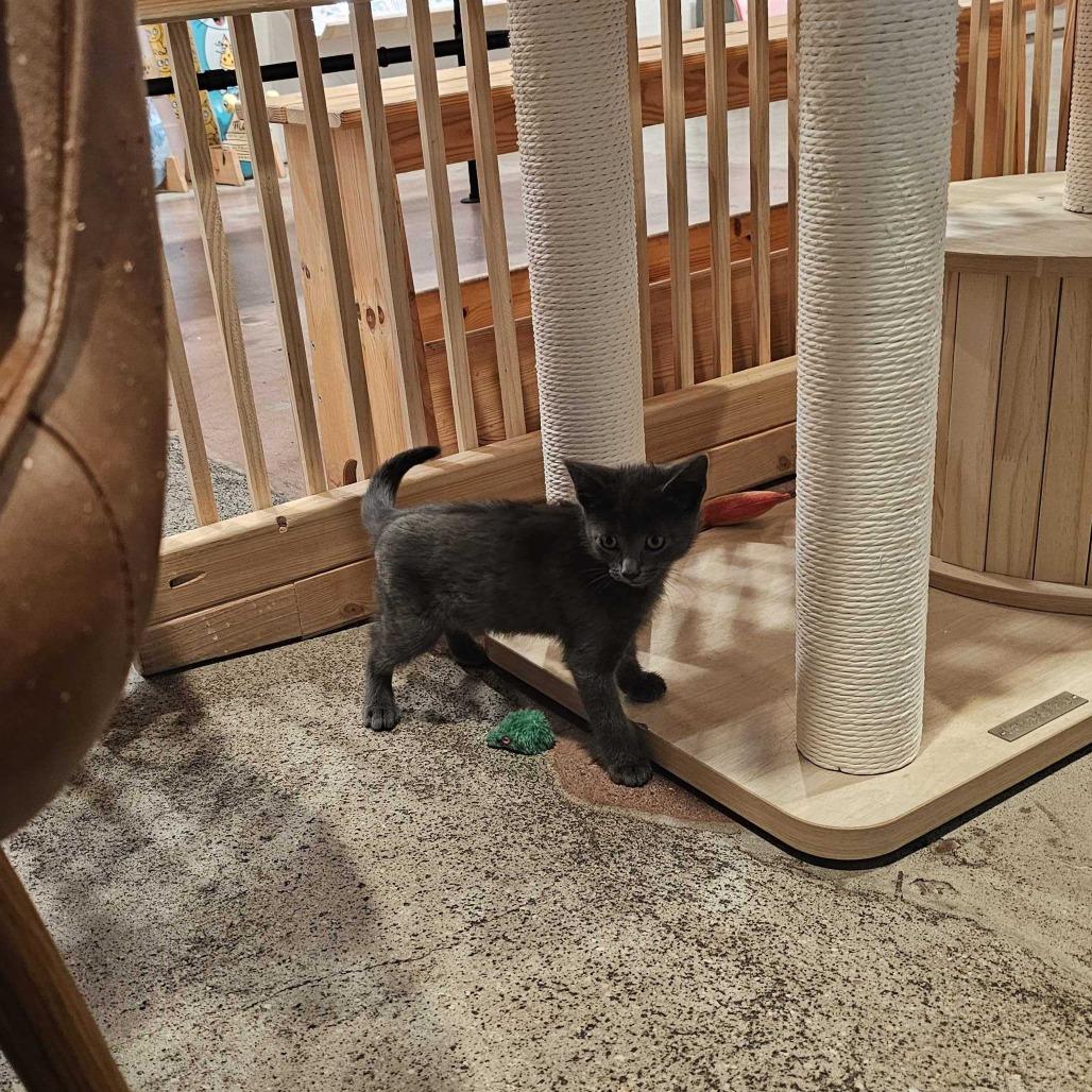 Enlarge Tax Fraud, a Adoptable mixed breed in Costa Mesa, CA image 6/6