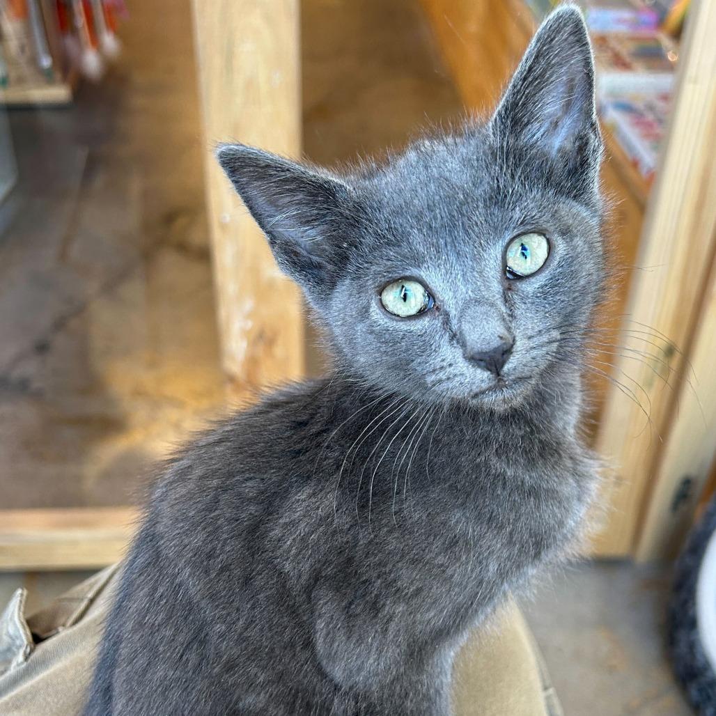 Enlarge Tax Fraud, a Adoptable mixed breed in Costa Mesa, CA image 6/6