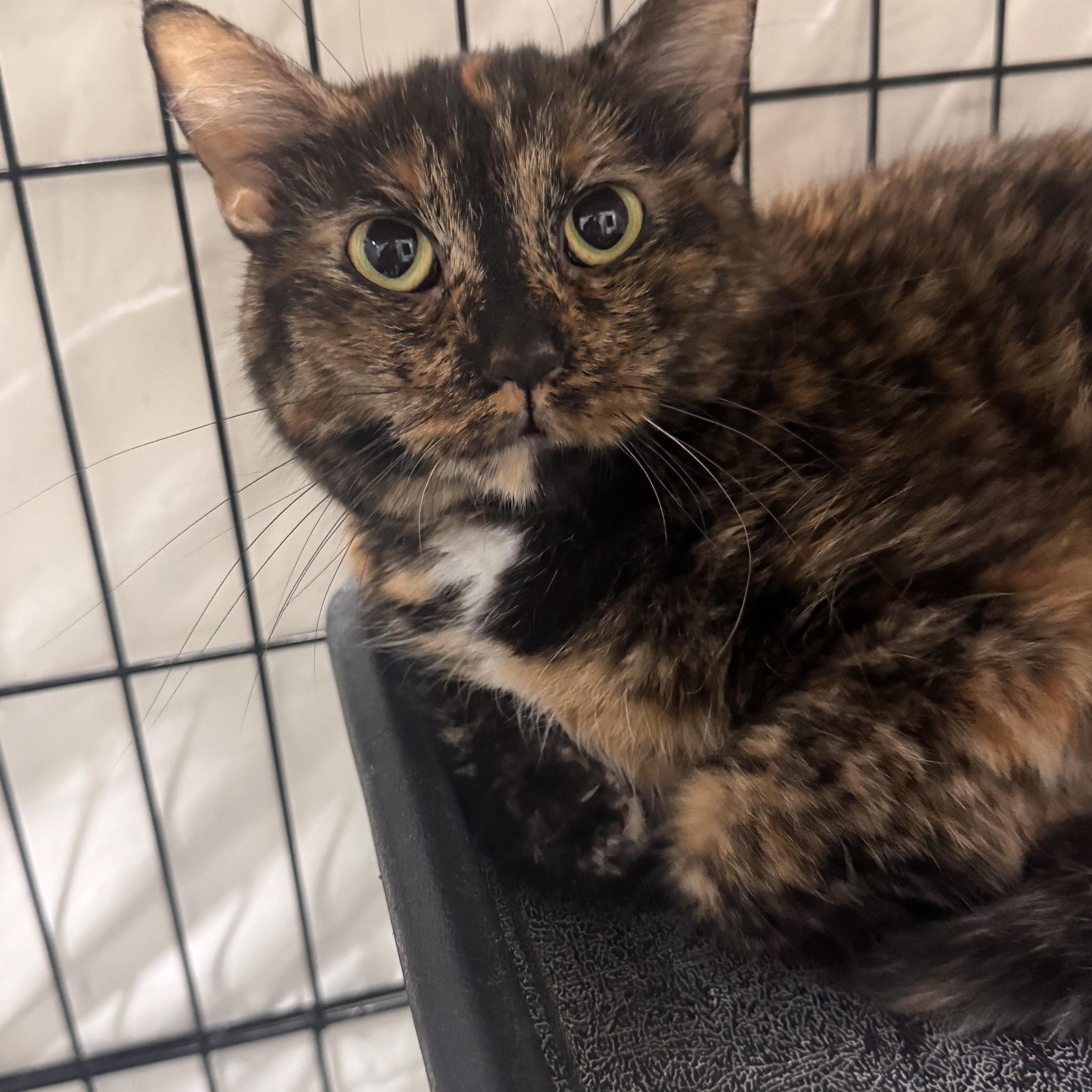 Tulip, adopted, Adult Female Domestic Short Hair.