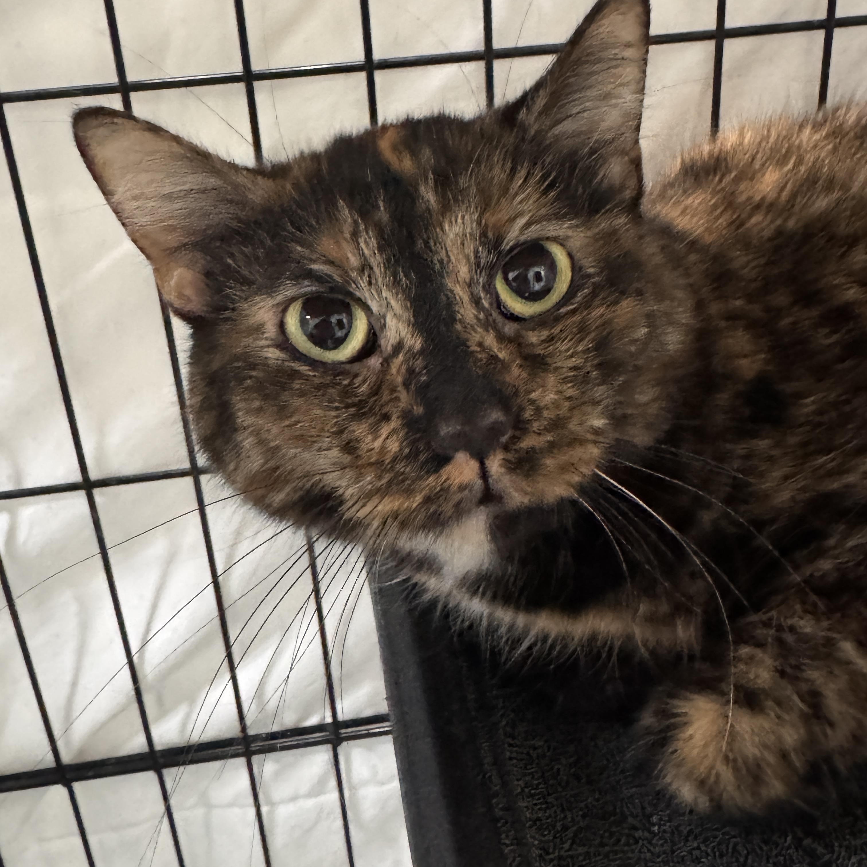 Enlarge Tulip, an adopted Domestic Short Hair in Mokena, IL image 2/3