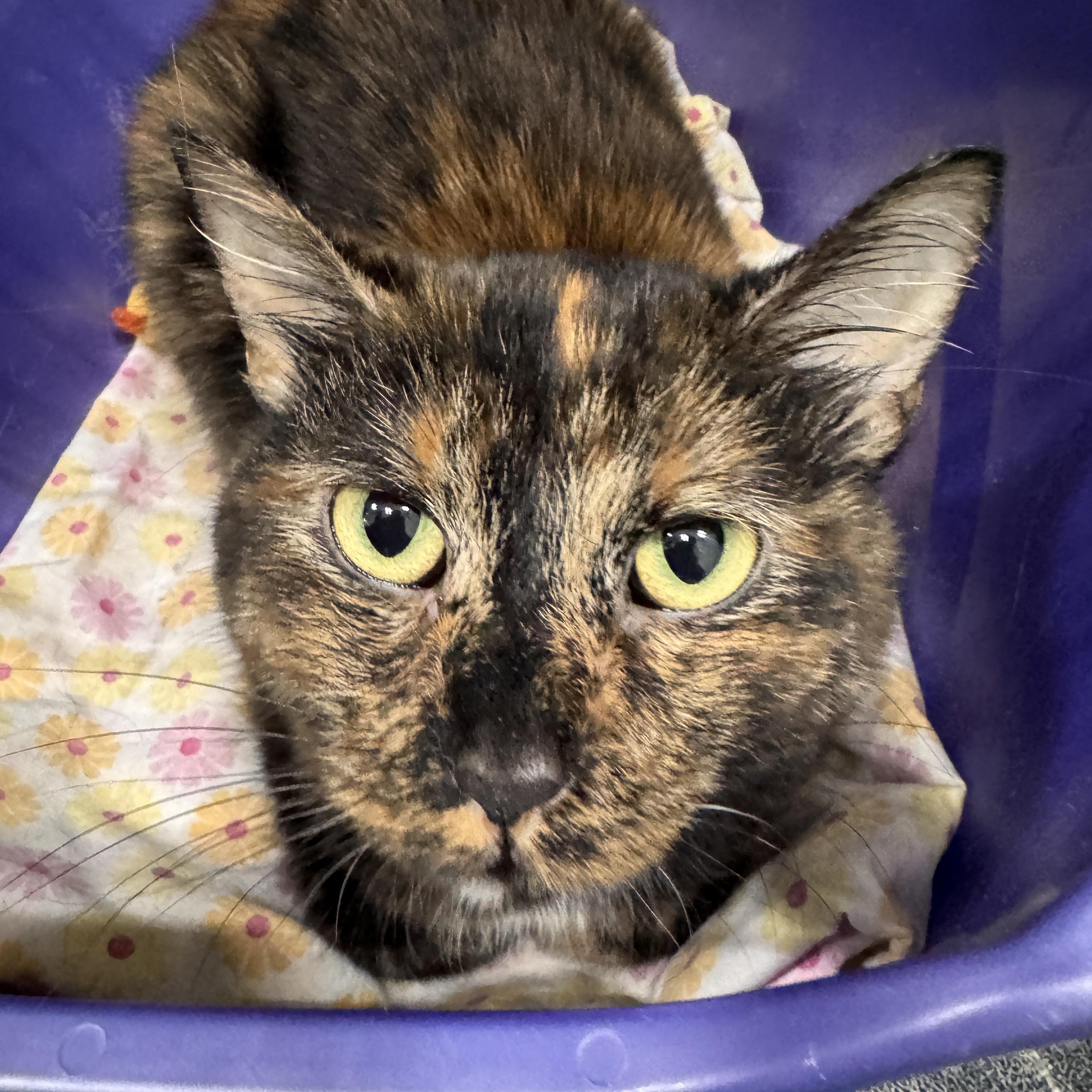 Enlarge Tulip, an adopted Domestic Short Hair in Mokena, IL image 3/3