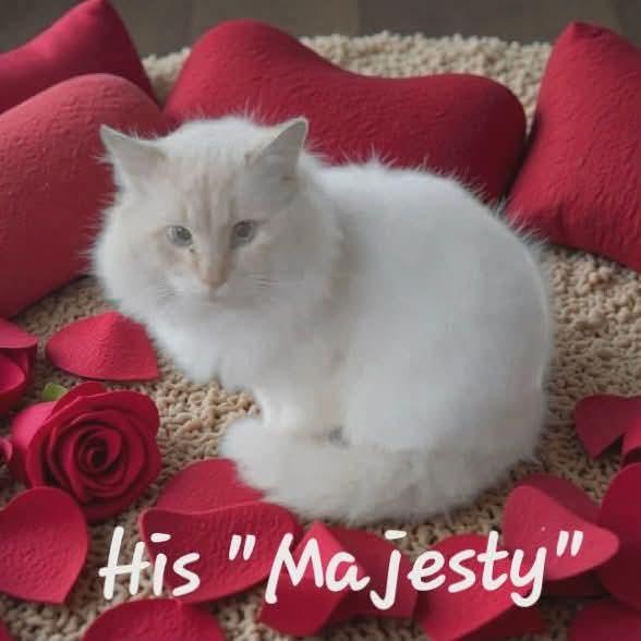 Majesty, ADOPTABLE, Adult Male Domestic Long Hair.