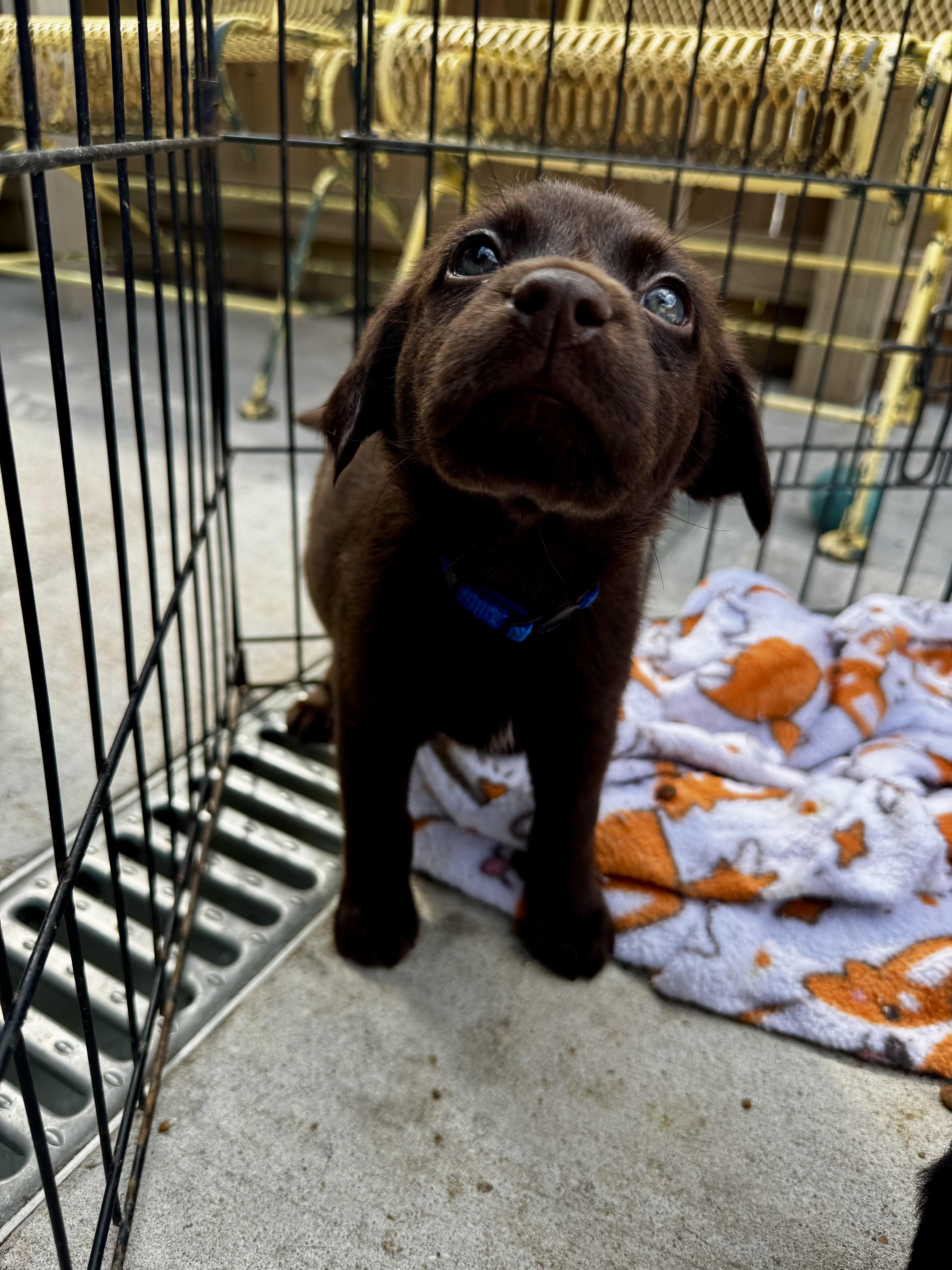 Snoodles, an adopted mixed breed in Ponchatoula, LA image 2/3