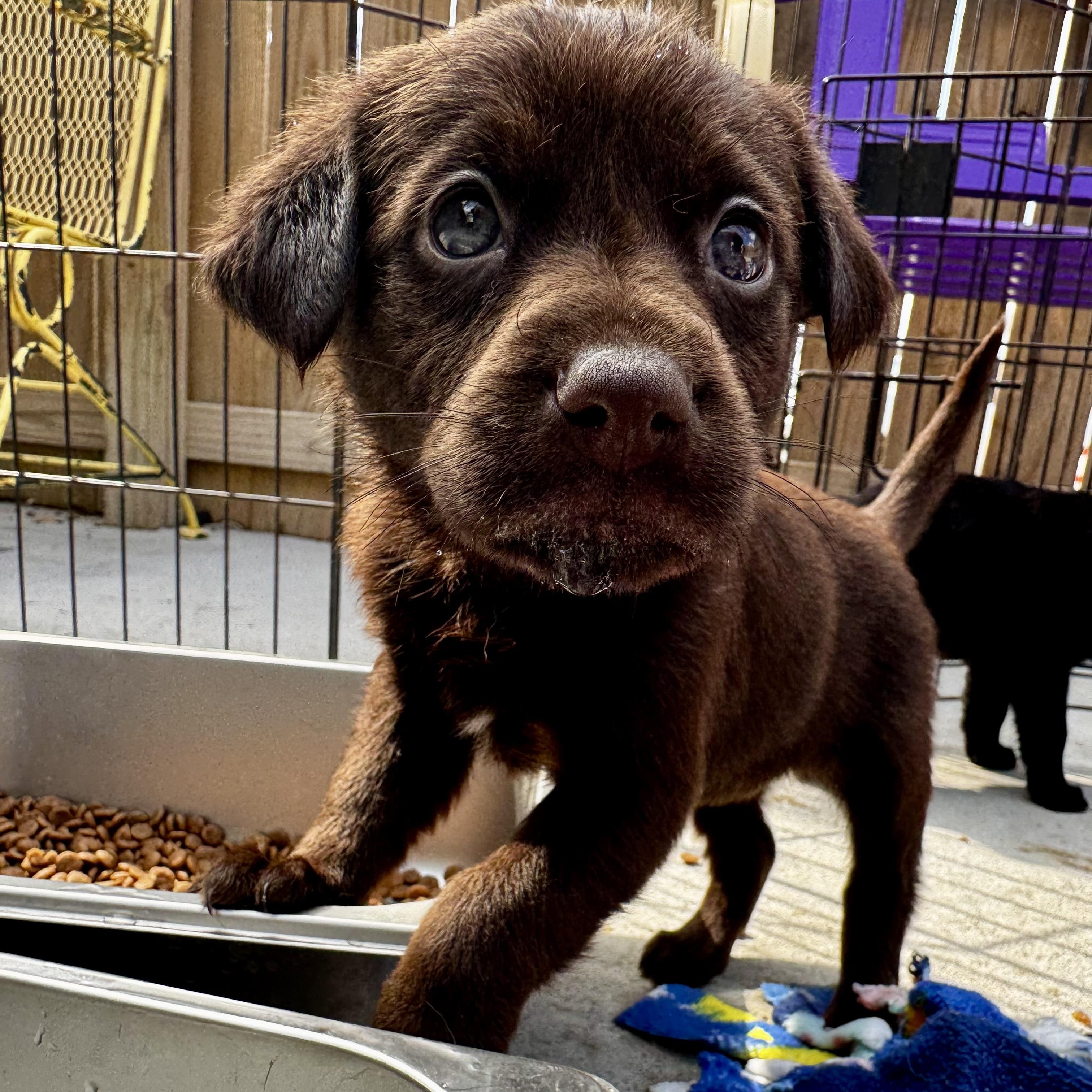 Snoodles, adopted, Puppy Female Labrador Retriever & Mixed Breed.