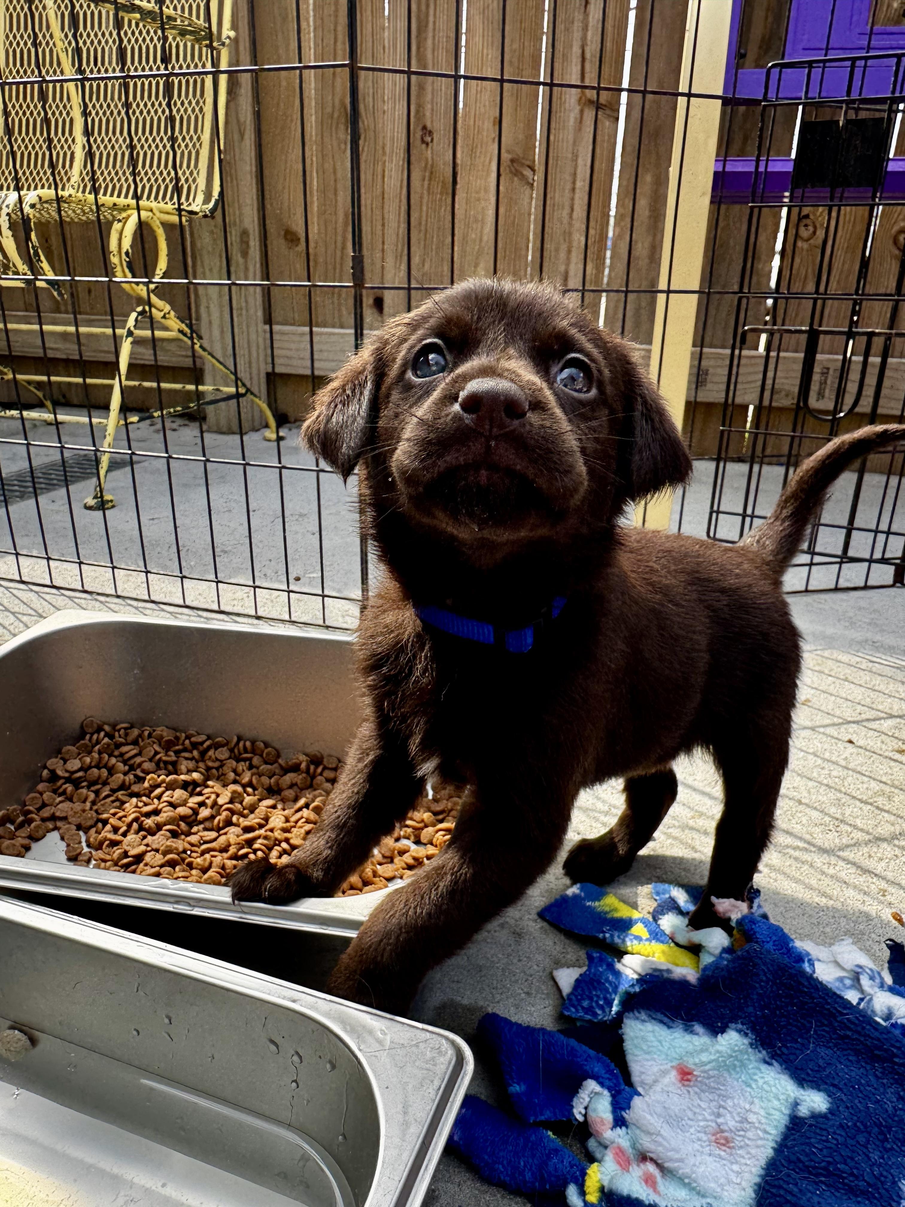 Snoodles, an adopted mixed breed in Ponchatoula, LA image 3/3