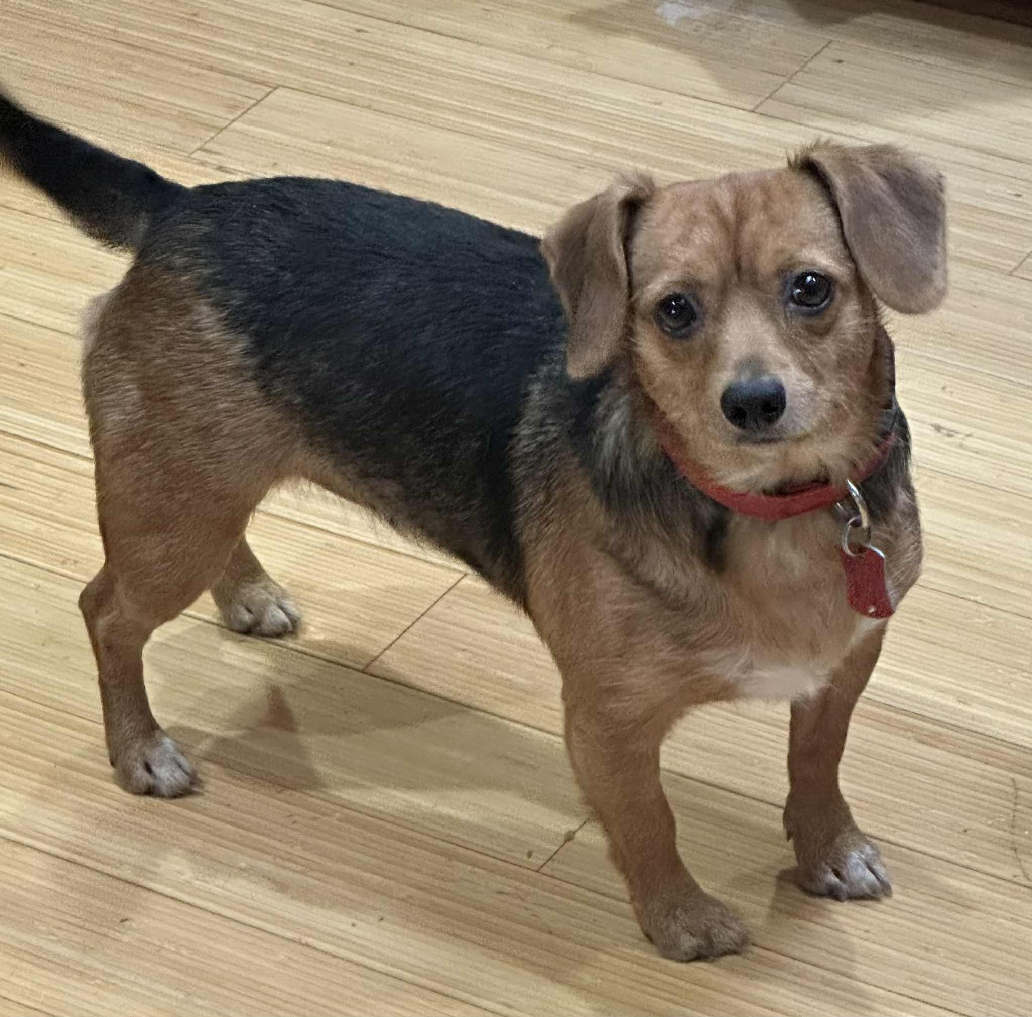 Enlarge Holly Wolly, a ADOPTABLE mixed breed in Zanesville, OH image 1/3