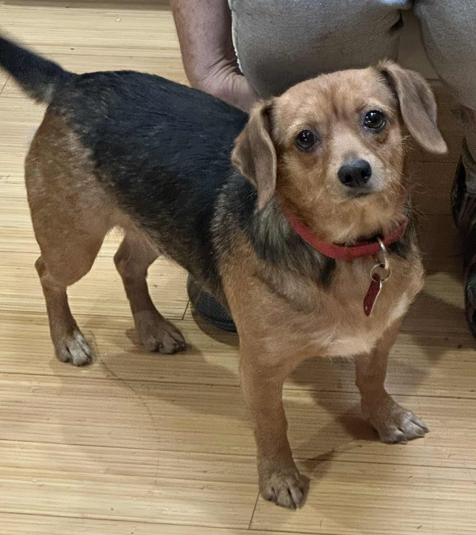 Enlarge Holly Wolly, a ADOPTABLE mixed breed in Zanesville, OH image 2/3