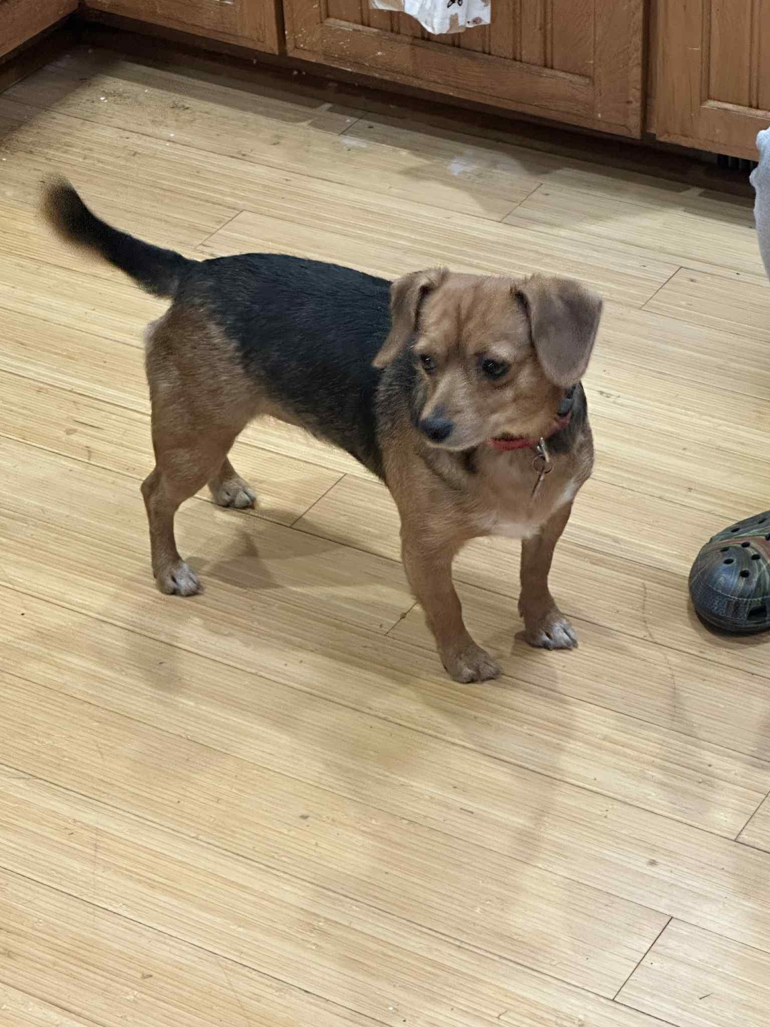 Enlarge Holly Wolly, a ADOPTABLE mixed breed in Zanesville, OH image 3/3