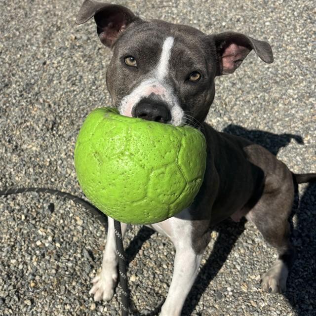 Enlarge CLOVER, a Adoptable mixed breed in Lincolnton, NC image 1/1