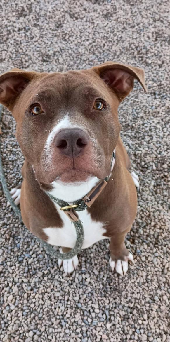 SIA, Adoptable, Adult Female Pit Bull Terrier.