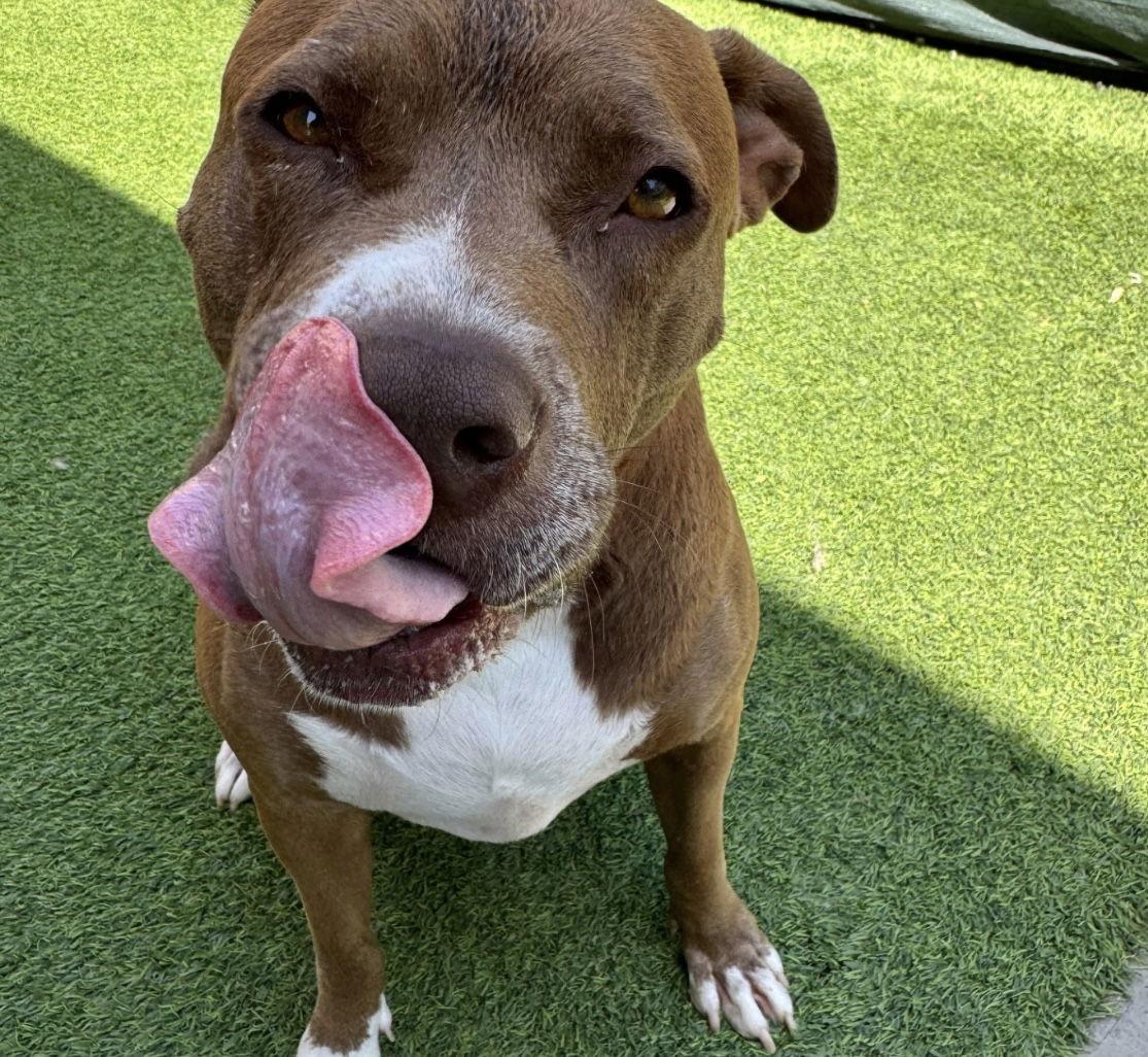 SIA, a Adoptable Pit Bull Terrier in Chandler, AZ image 2/3