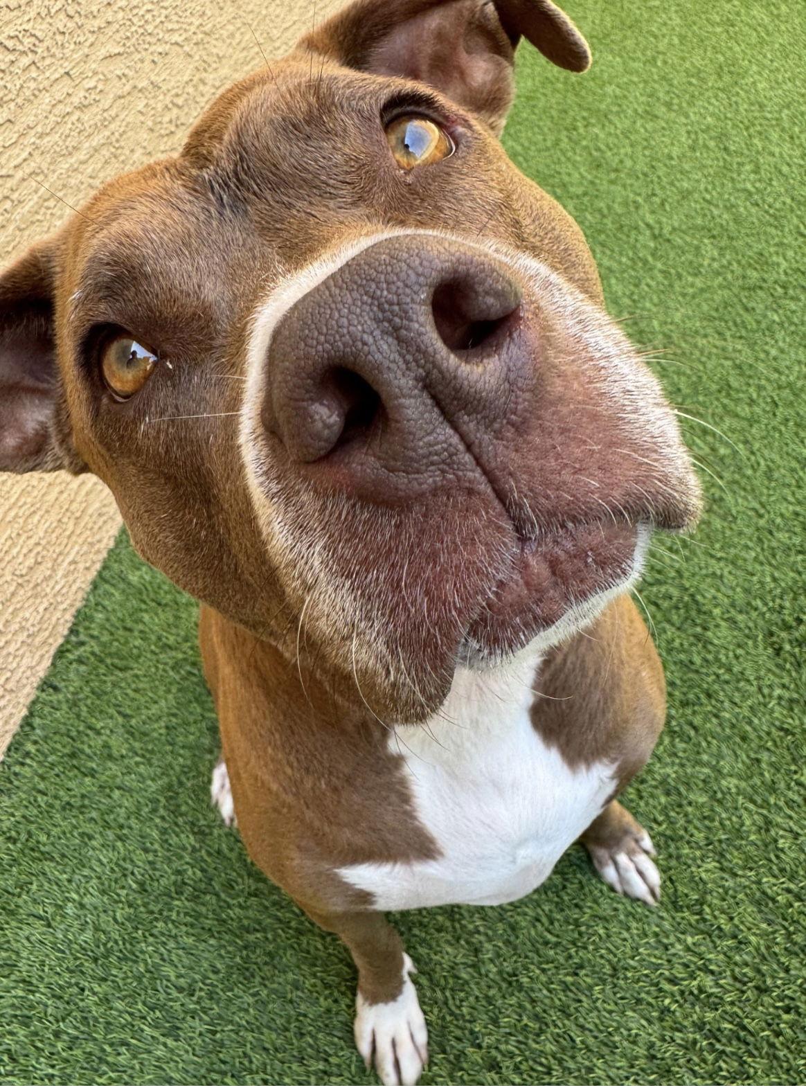 SIA, a Adoptable Pit Bull Terrier in Chandler, AZ image 3/3