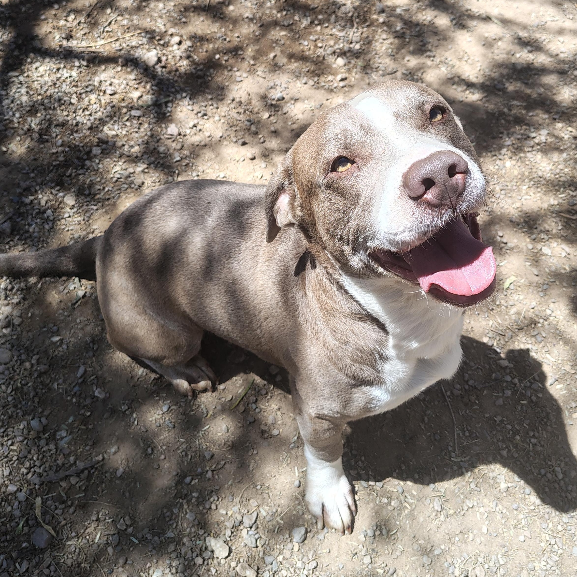 Enlarge Marshall , a ADOPTABLE mixed breed in Parker, AZ image 1/2