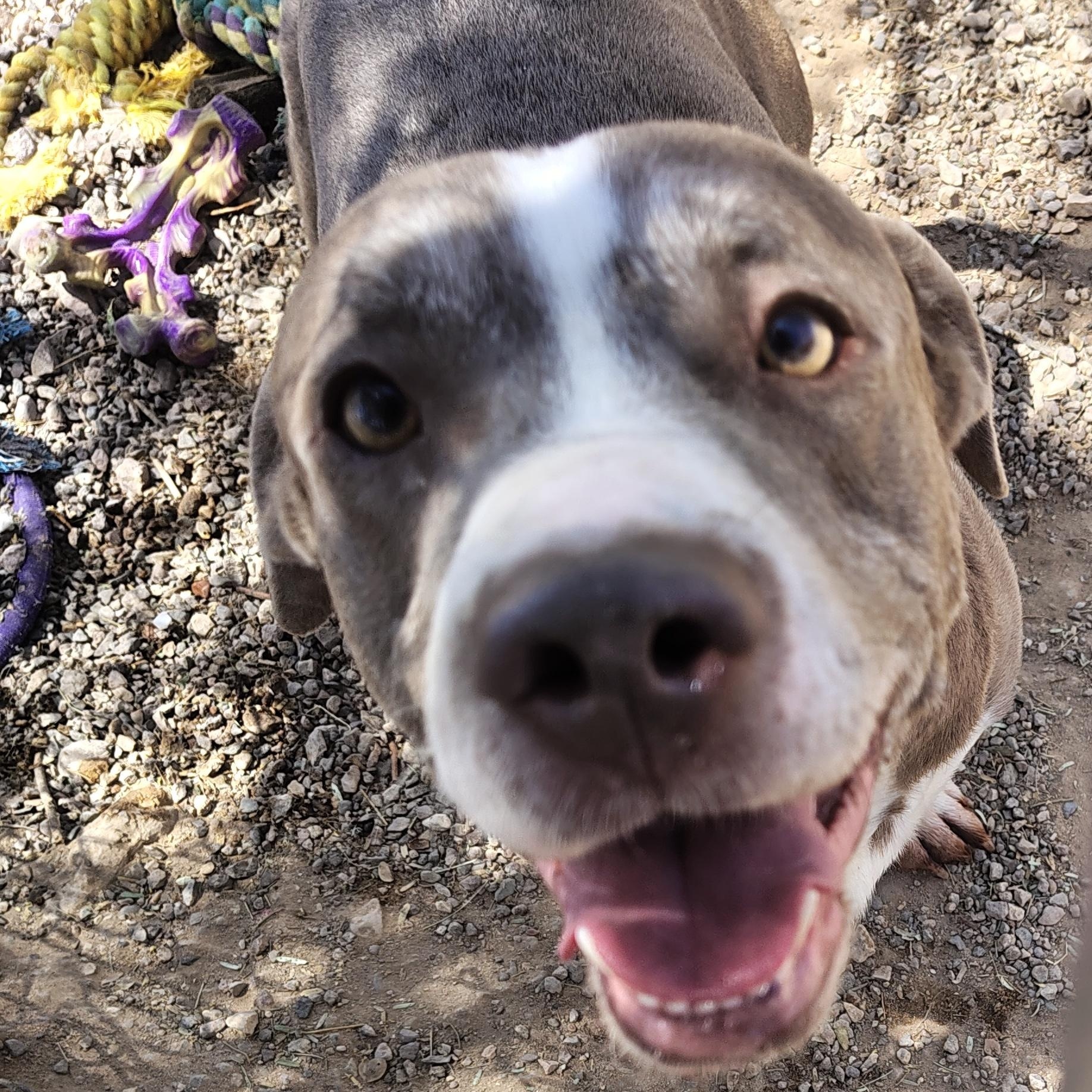 Enlarge Marshall , a ADOPTABLE mixed breed in Parker, AZ image 2/2