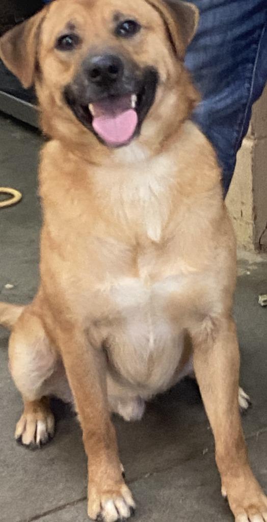 Enlarge Rubble, a Adoptable Labrador Retriever in Swainsboro, GA image 1/2