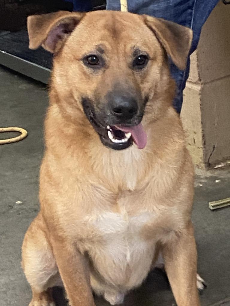 Enlarge Rubble, a Adoptable Labrador Retriever in Swainsboro, GA image 2/2