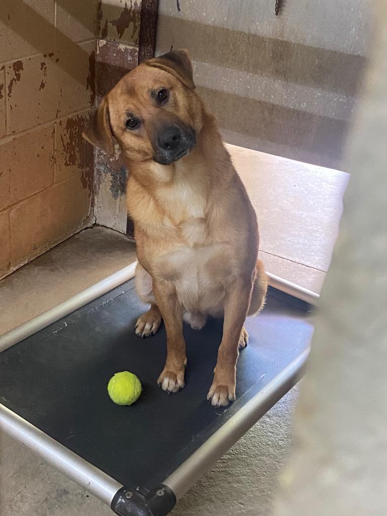 Enlarge Rubble, a Adoptable Labrador Retriever in Swainsboro, GA image 3/3