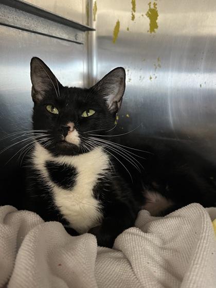 Leslie, Adoptable, Adult Female Domestic Short Hair & Domestic Short Hair.