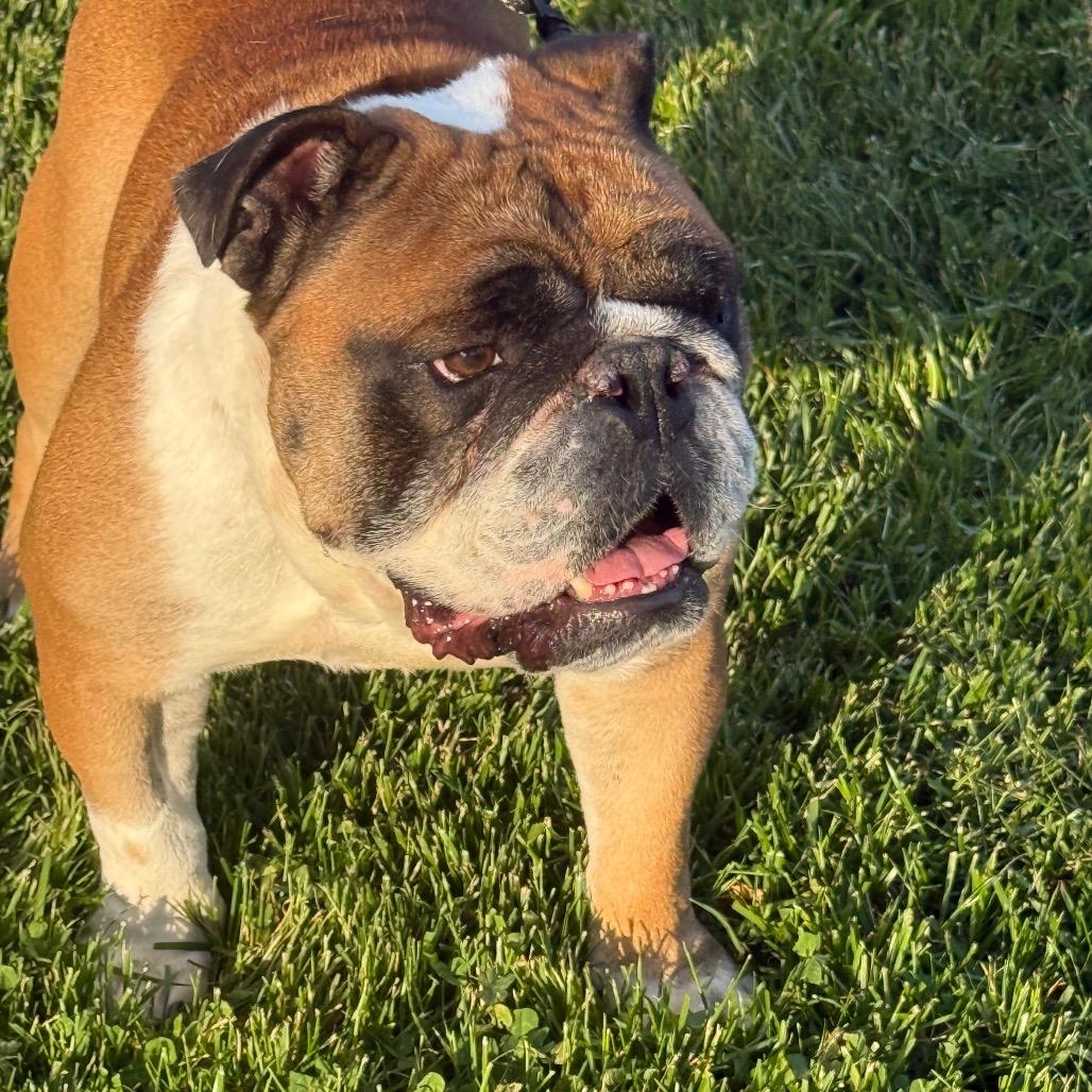 Enlarge Bandit, a Adoptable English Bulldog in Huber Heights, OH image 2/6