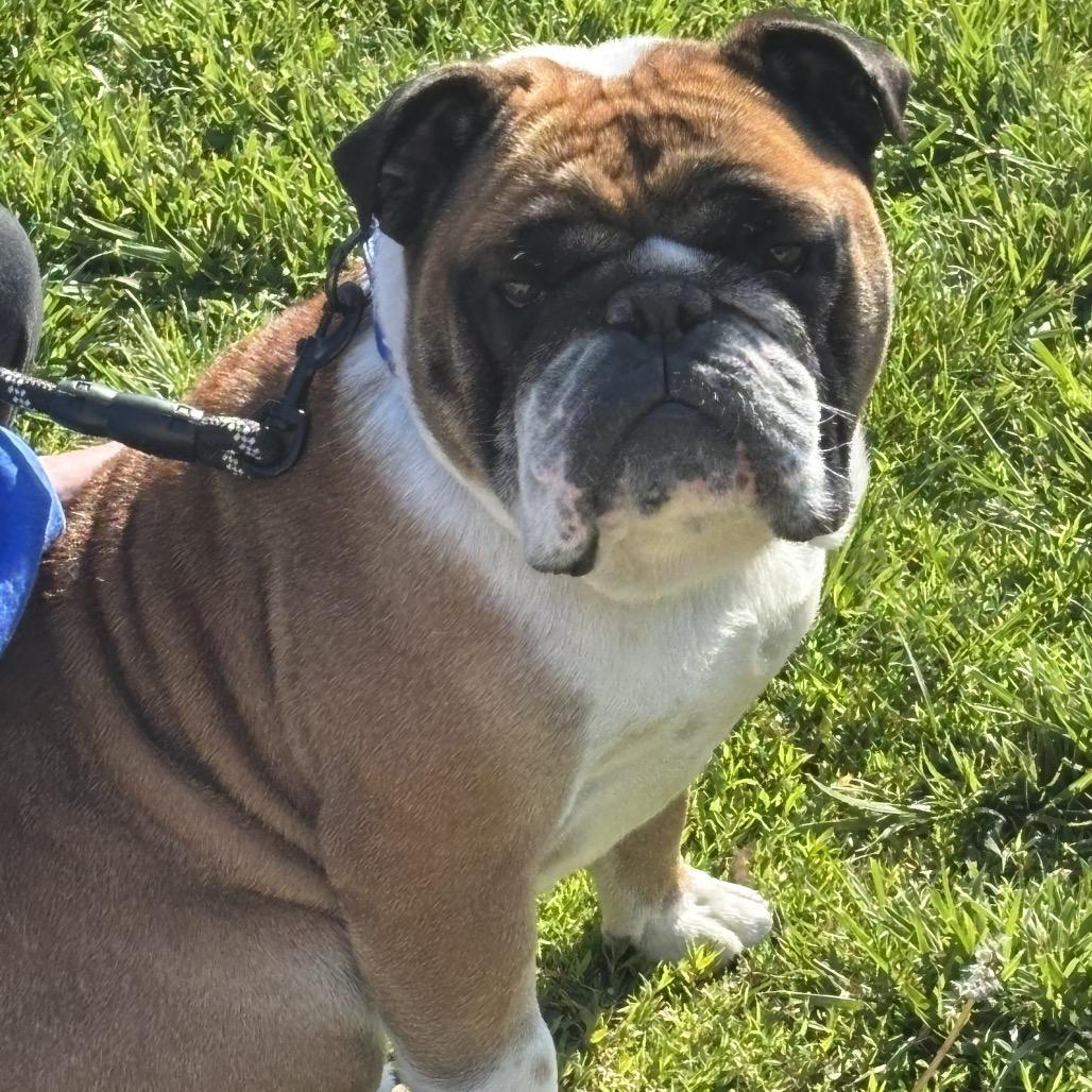 Enlarge Bandit, a Adoptable English Bulldog in Huber Heights, OH image 3/6