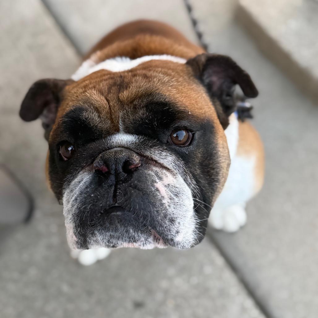 Enlarge Bandit, a Adoptable English Bulldog in Huber Heights, OH image 4/6
